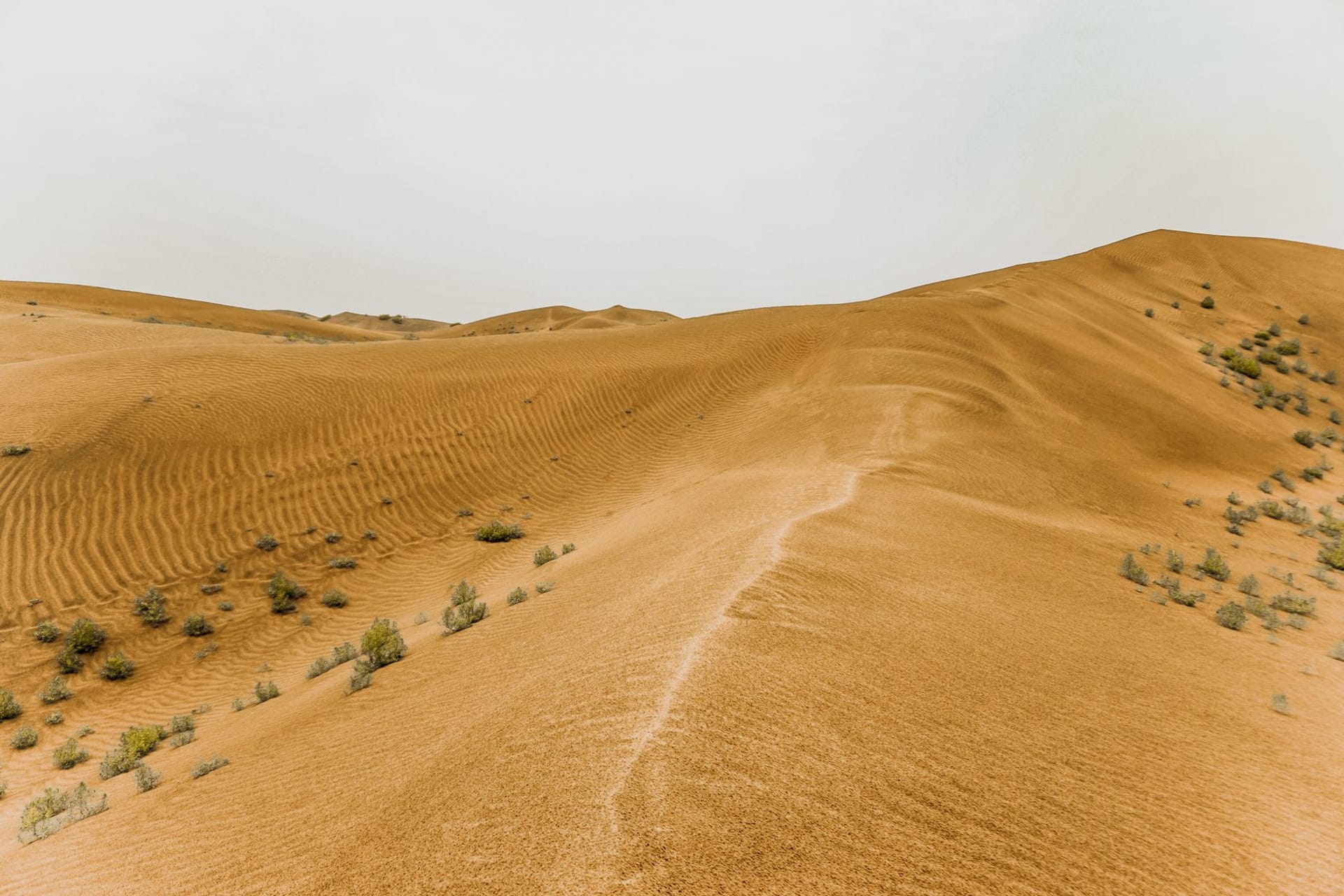 Altas dunas de arena naranja del Desierto de Kubuqi encontrándose con campos agrícolas verdes en su borde bajo un brillante cielo azul en Mongolia Interior