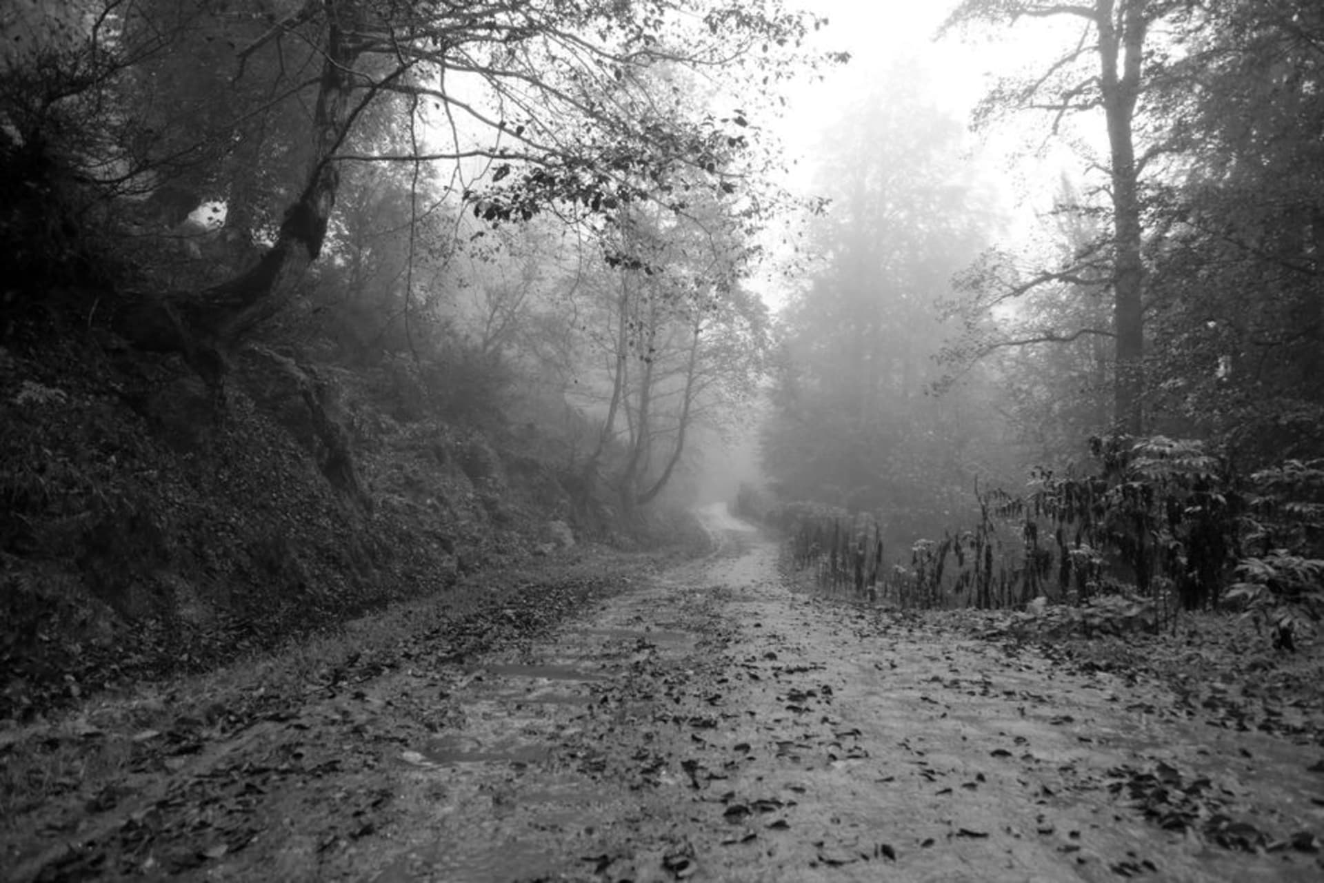 Hileras de arbustos de té verde recortados en colinas escalonadas cerca de Lahijan, en la provincia de Gilan, con neblina sobre los cerros
