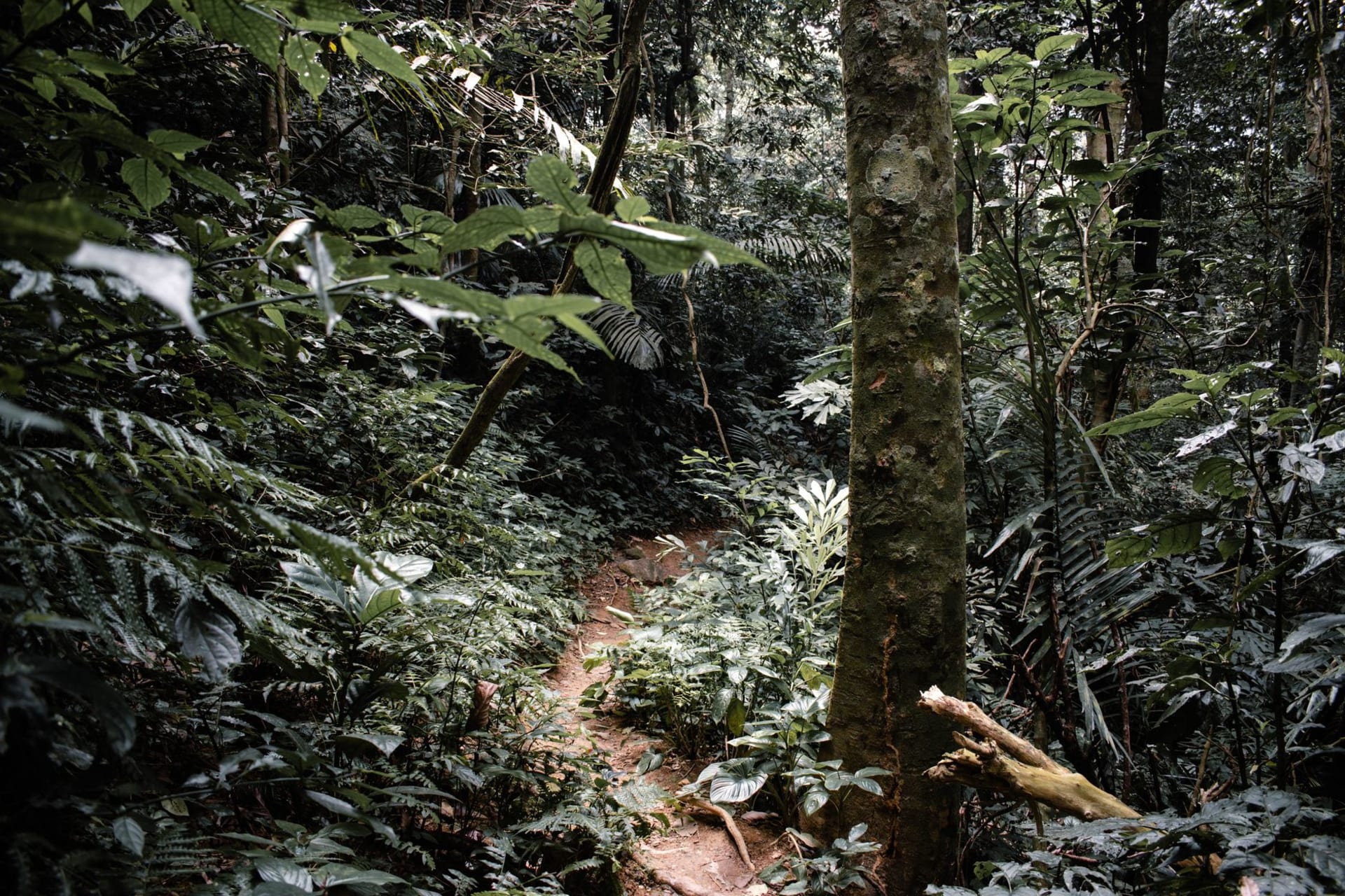 Dense primary rainforest canopy in Taï National Park with shafts of light filtering down through the upper layers