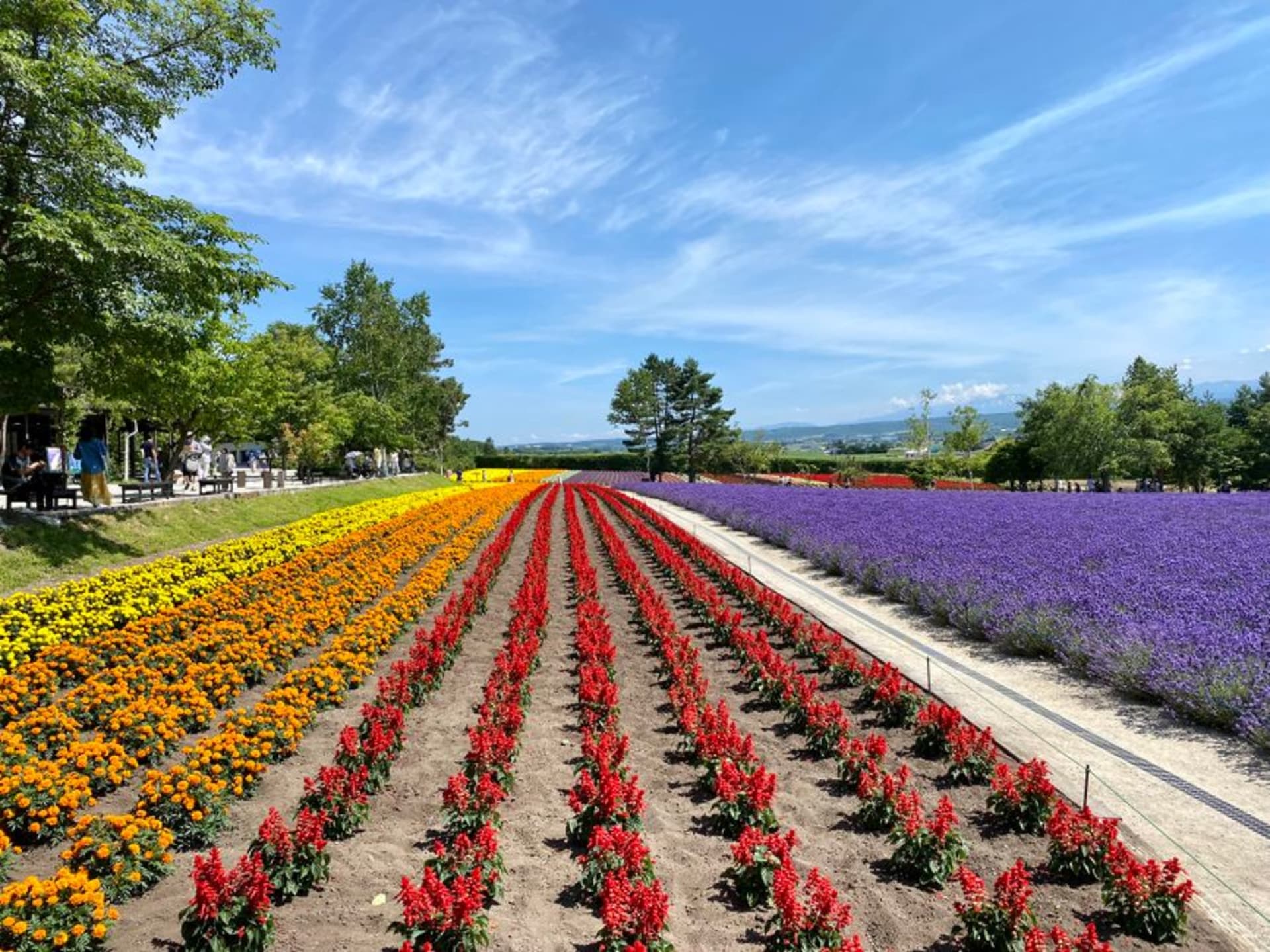 The flower-covered hillside of Taiyō-no-Oka park in Engaru, bands of colorful blooms sweeping down the slope over a wide green valley