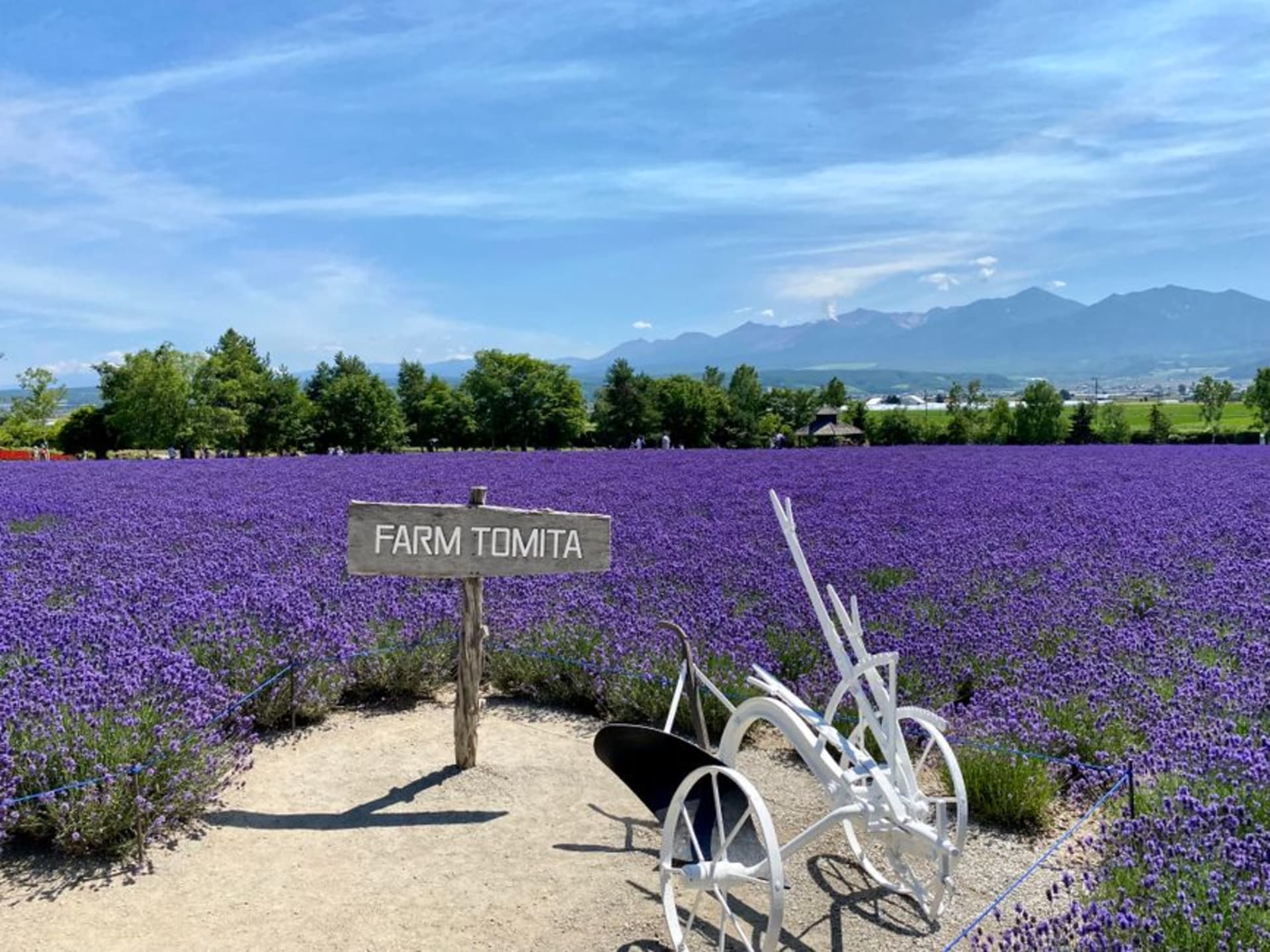 Long striped rows of purple lavender and multicoloured flowers running toward distant blue mountains under a summer sky at Farm Tomita in Furano