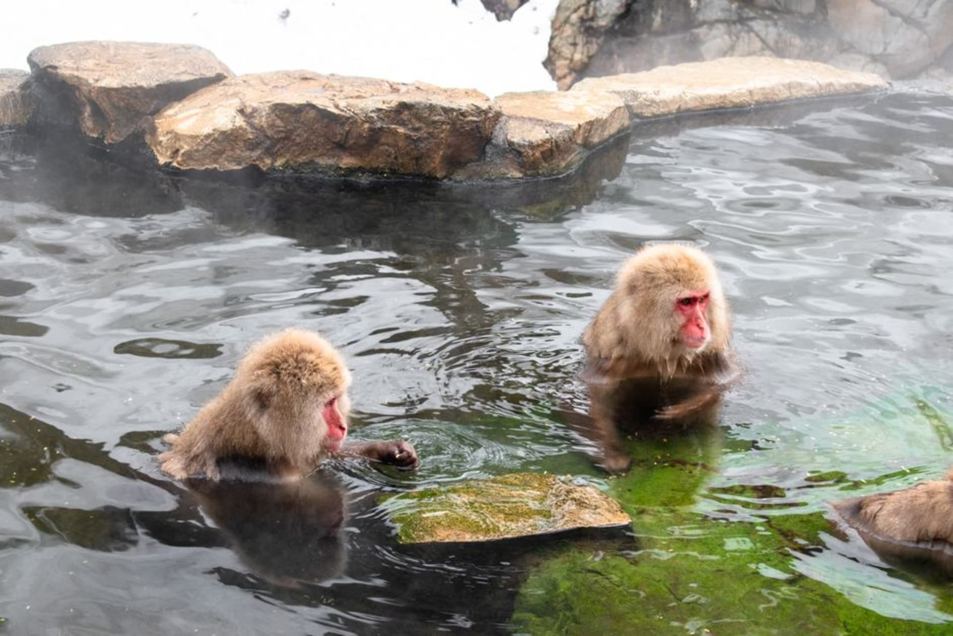 A wild Japanese macaque sitting up to its shoulders in a steaming hot spring in Jigokudani, snow on the surrounding rocks