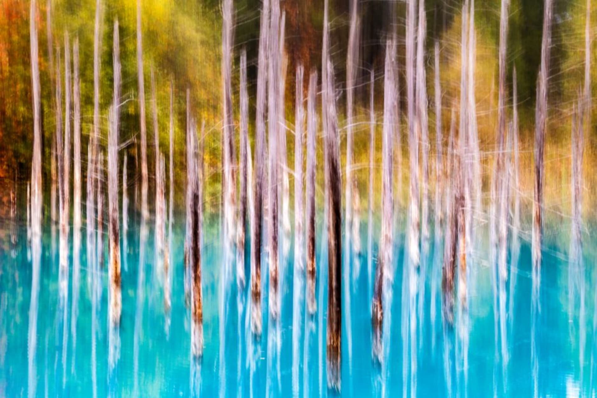 The vivid blue water of Aoike pond surrounded by beech forest at Juniko