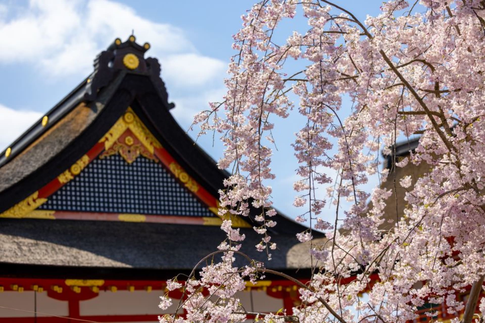 A street in Kakunodate's samurai district lined with dark wooden mansion walls beneath cascading weeping cherry trees in full pink bloom