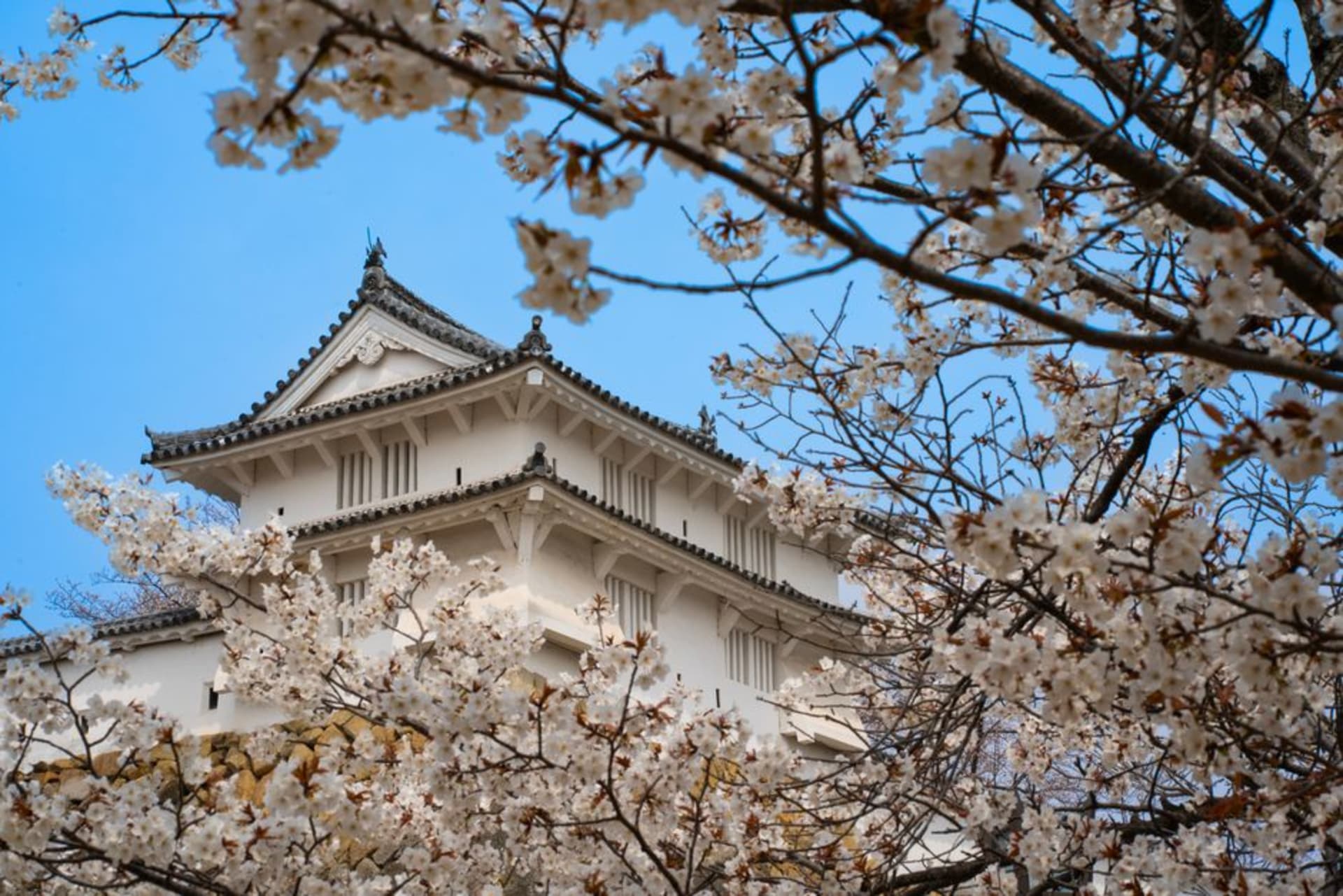 Matsumae Castle keep rising above cherry blossoms in southern Hokkaidō