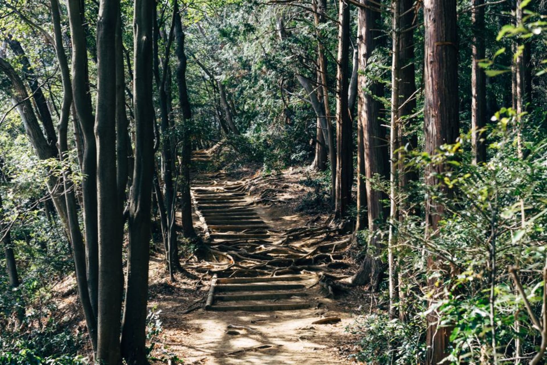 Cedar-covered slopes of Mount Takao seen from the summit, with the distant cone of Mount Fuji rising above a sea of ridges