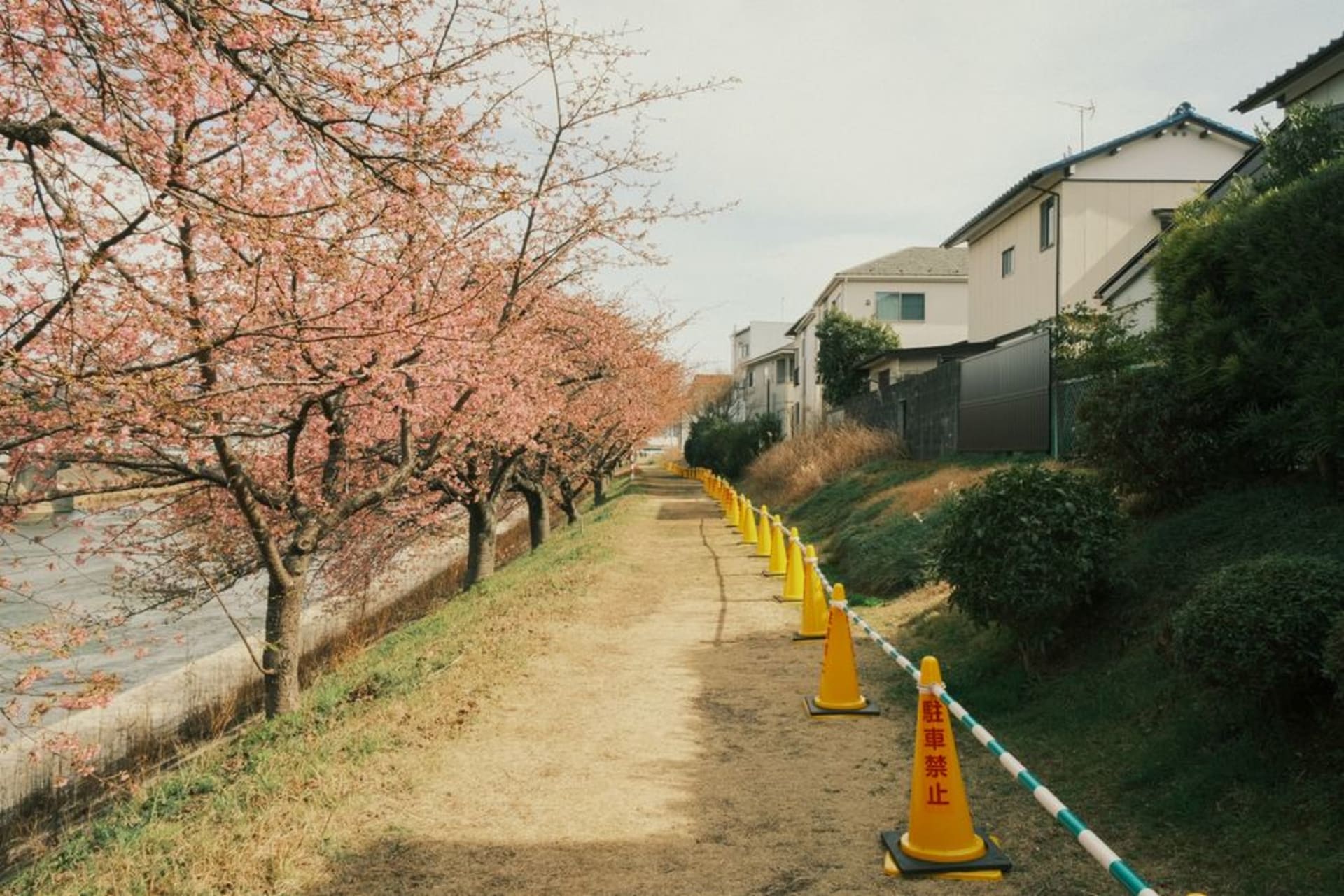 Okazaki Castle keep rising above the Otogawa river and cherry trees, Aichi