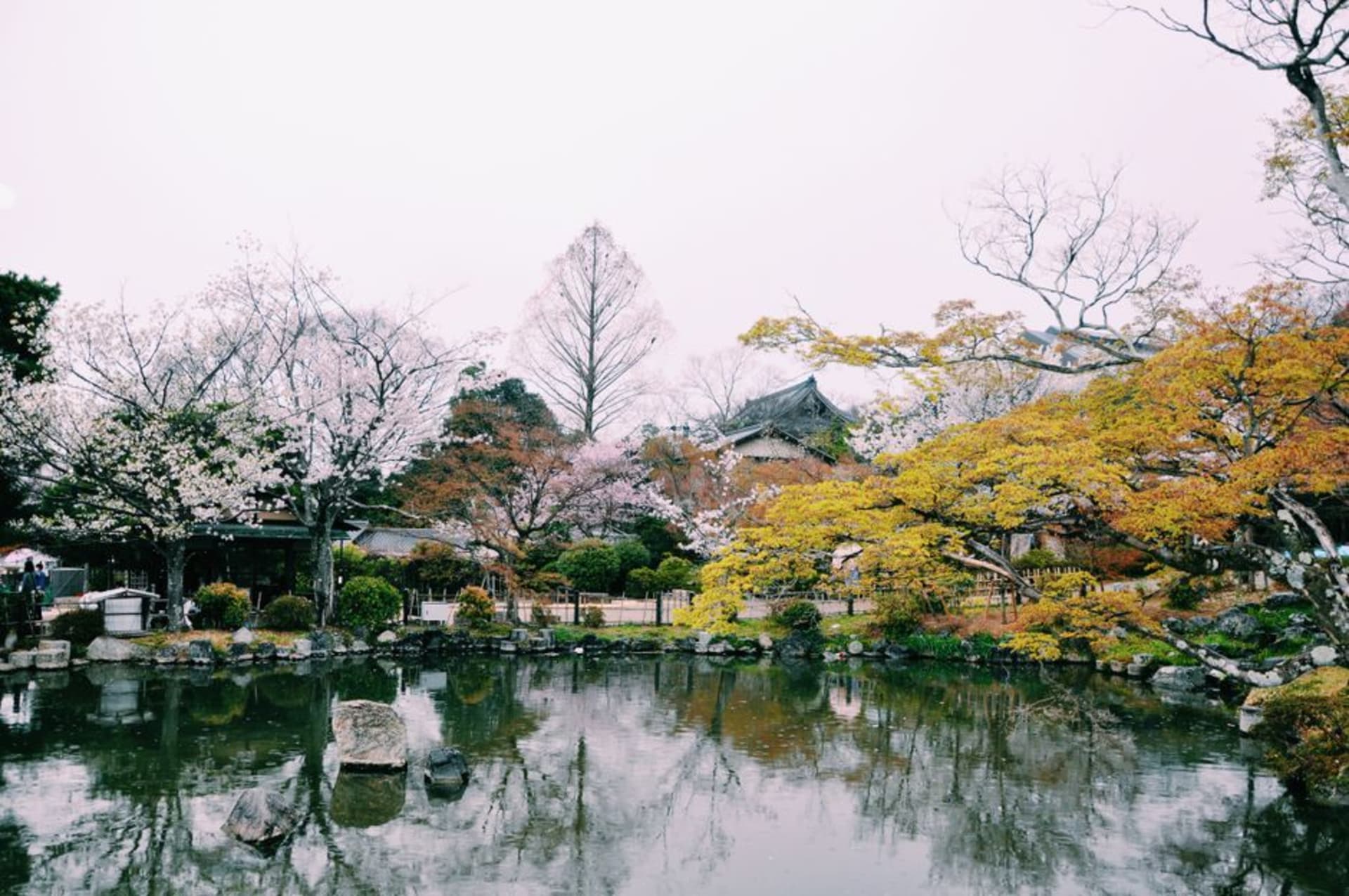 Cherry blossoms and a giant shogi piece monument in Tendo, Yamagata