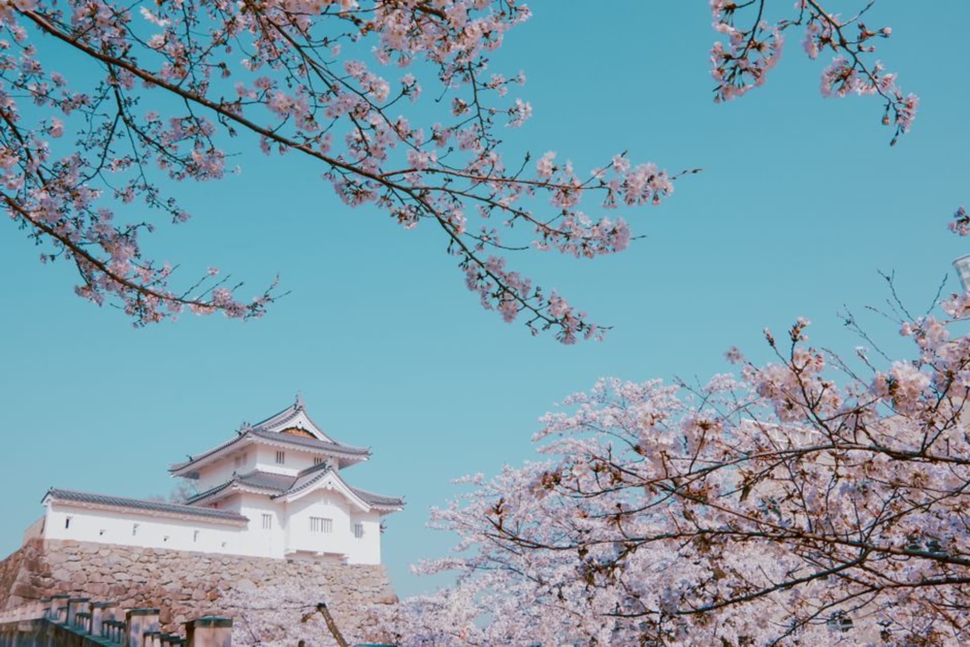The massive tiered stone walls of Tsuyama castle covered in cherry blossoms in spring