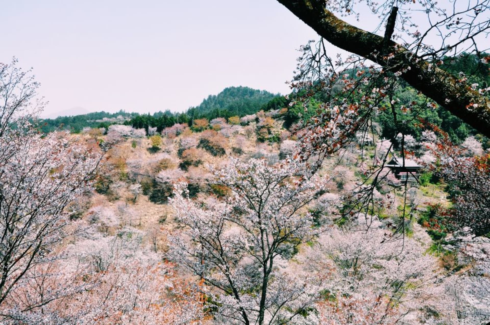 Thousands of cherry trees in bloom covering the slopes of Mount Yoshino