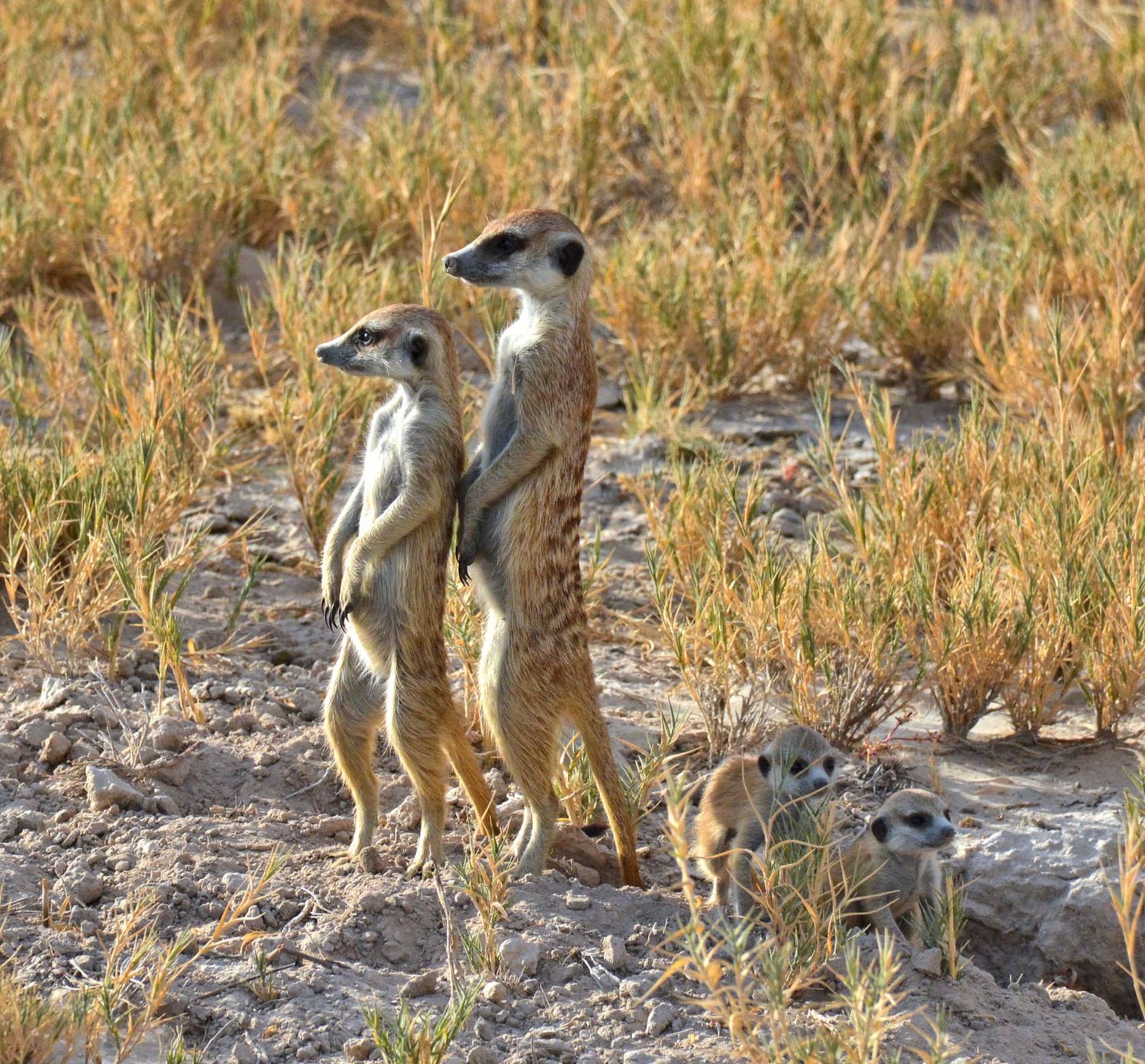 A group of meerkats standing upright and vigilant on the red sandy ground of Botswana's Kalahari