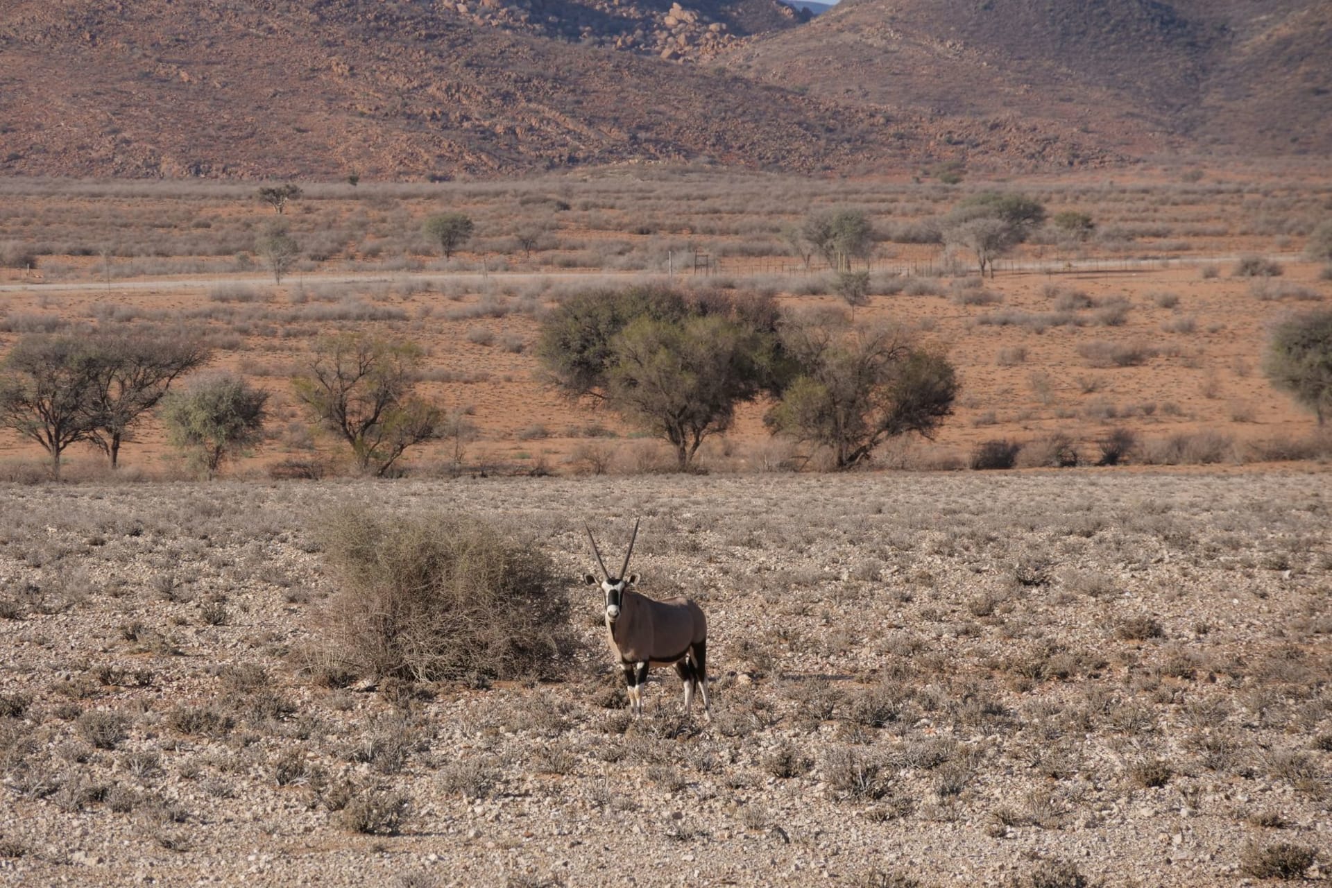A massive black-maned Kalahari lion stands in tall red grass at sunset in the Kgalagadi, the glowing red dune rising behind him