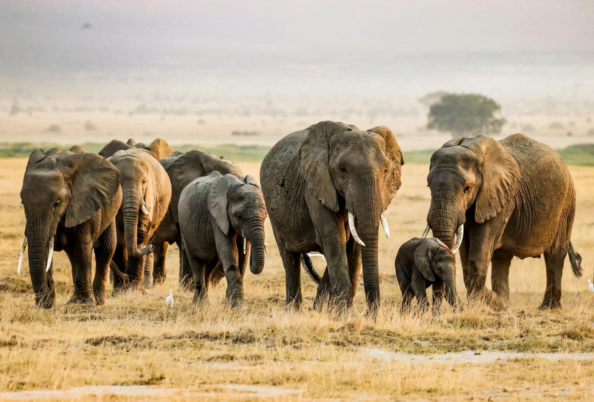 A herd of African elephants crossing a dry savanna plain with the snow-capped peak of Mount Kilimanjaro rising through morning clouds in the background.