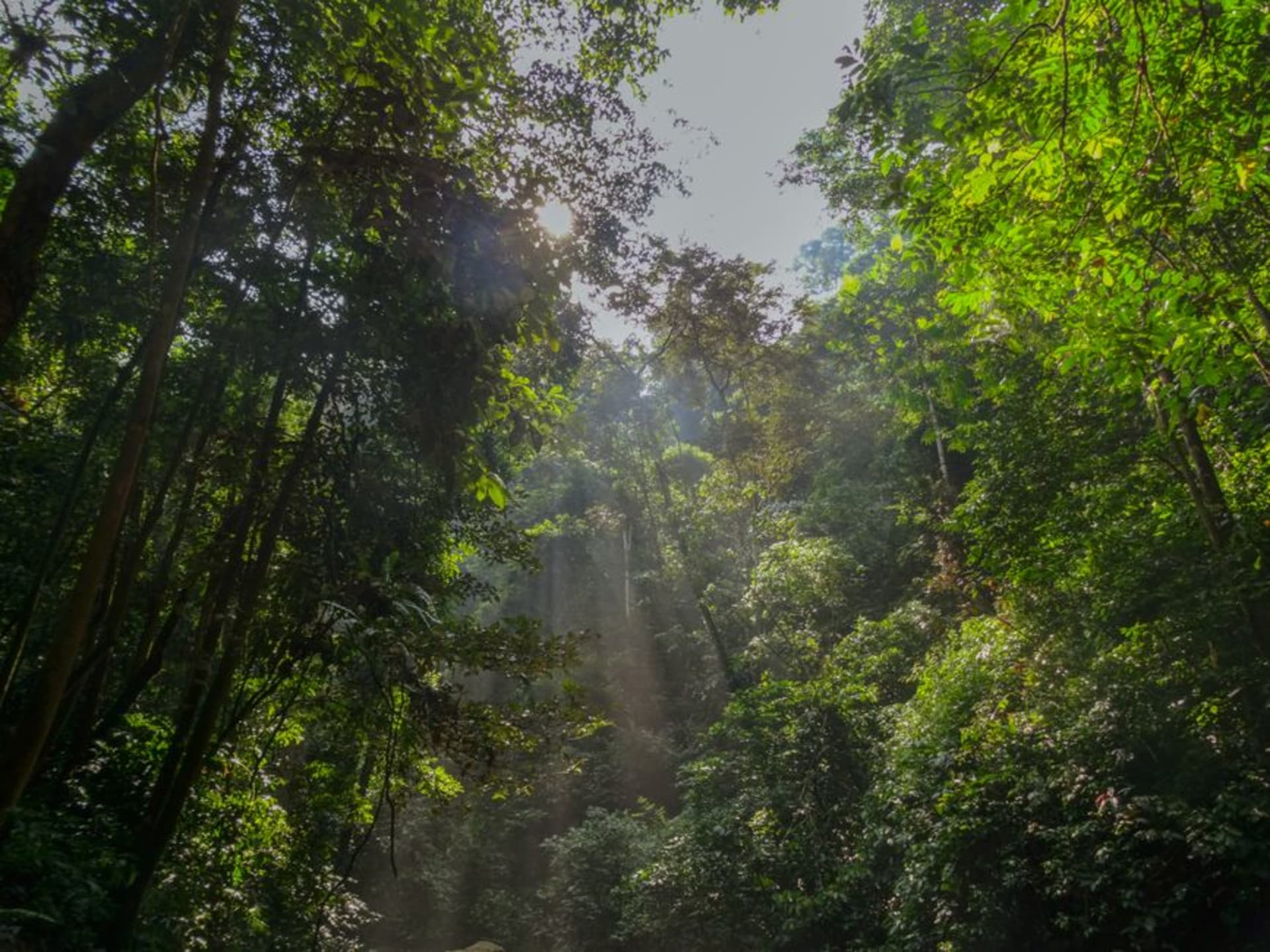 Sunlight filtering through the dense rainforest canopy of Kakamega Forest