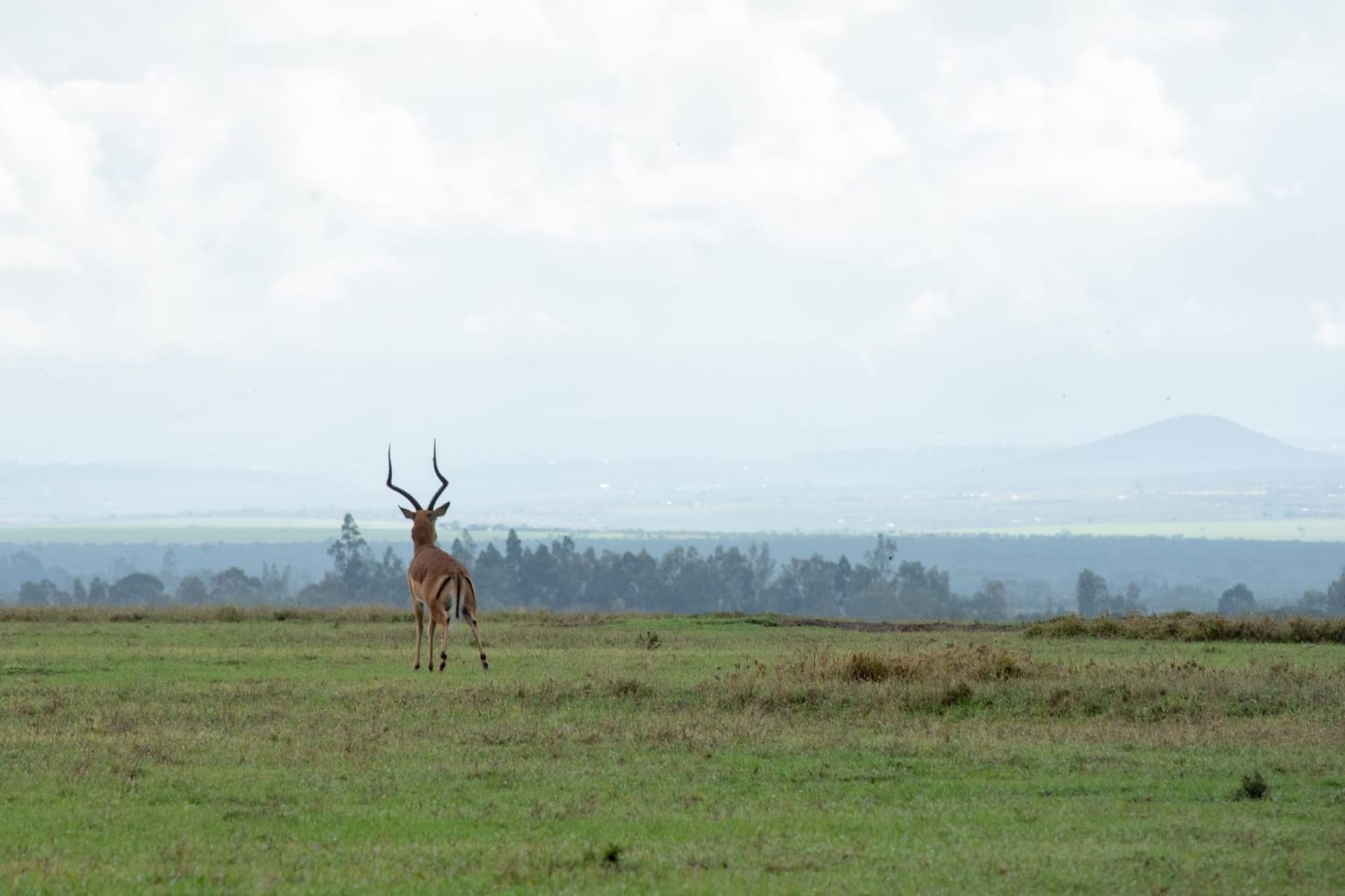 A wide ochre plateau stretching toward the base of Mount Kenya, with acacia trees casting long shadows across red laterite soil and a lone black rhino grazing at distance.