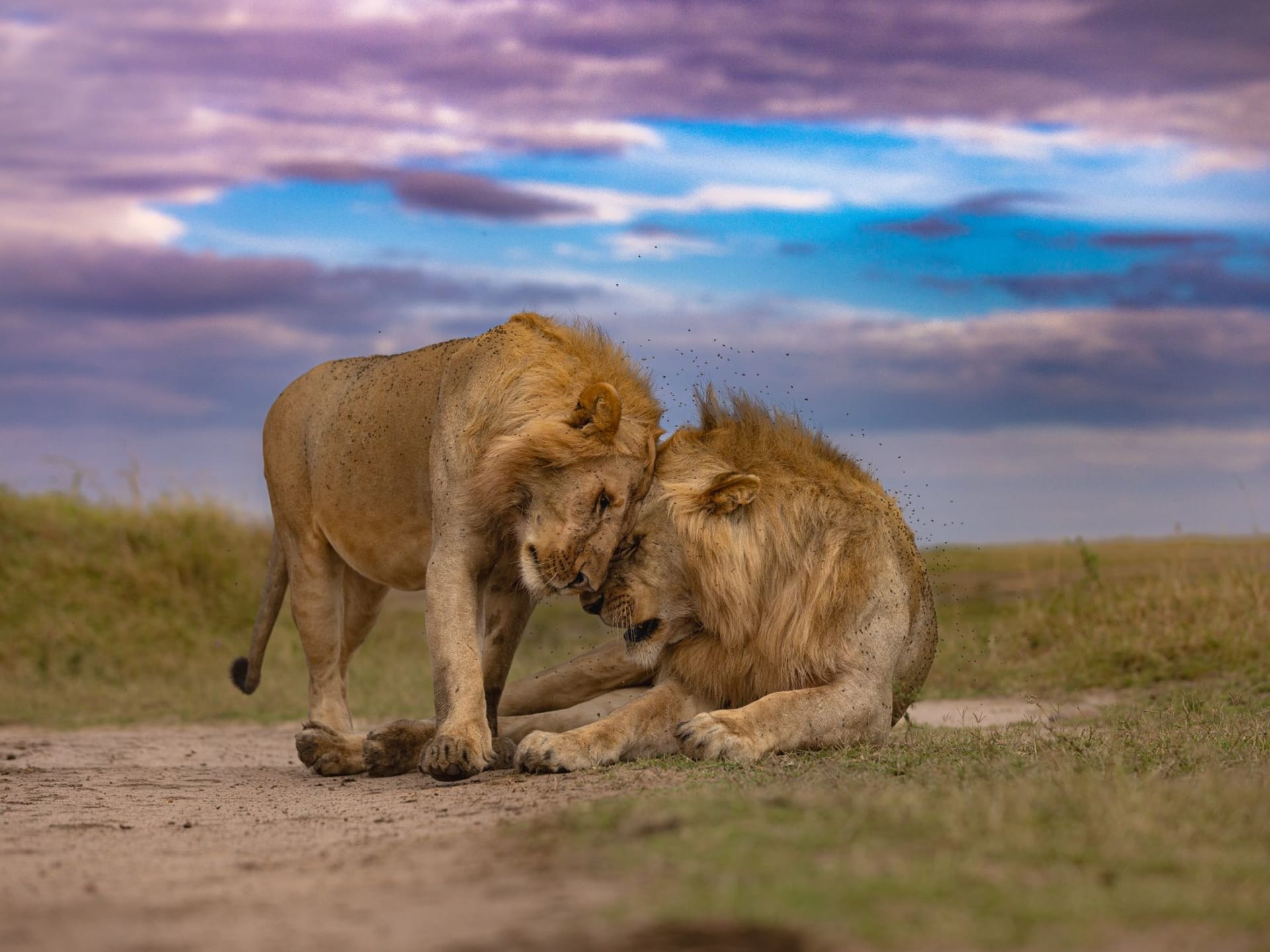 Dos leones machos descansando juntos en el Maasai Mara de Kenia al atardecer, con la sabana dorada extendiéndose detrás de ellos
