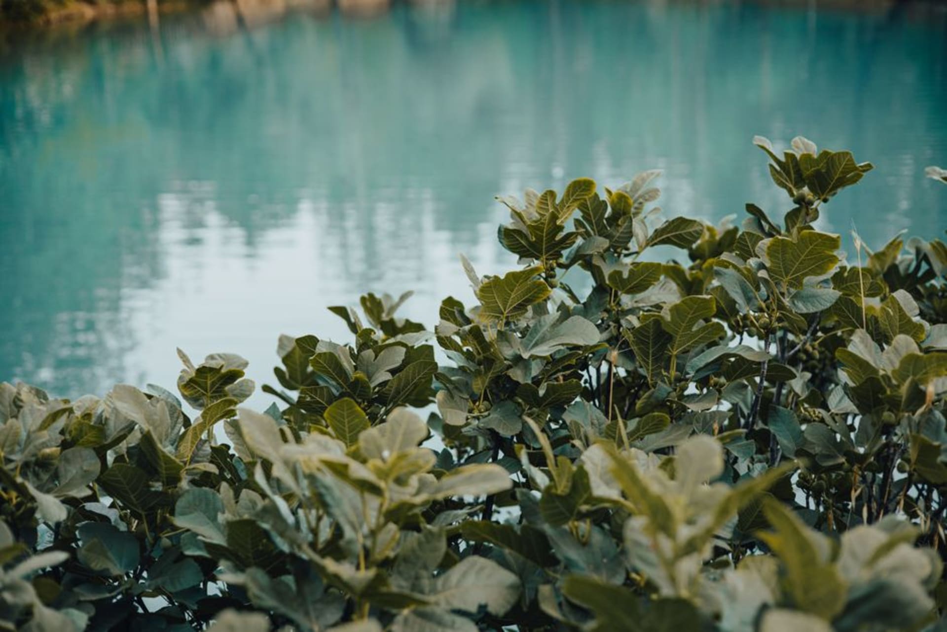 Turquoise pool of Chemka Hot Springs surrounded by overhanging fig trees near Boma Ng'ombe, Tanzania
