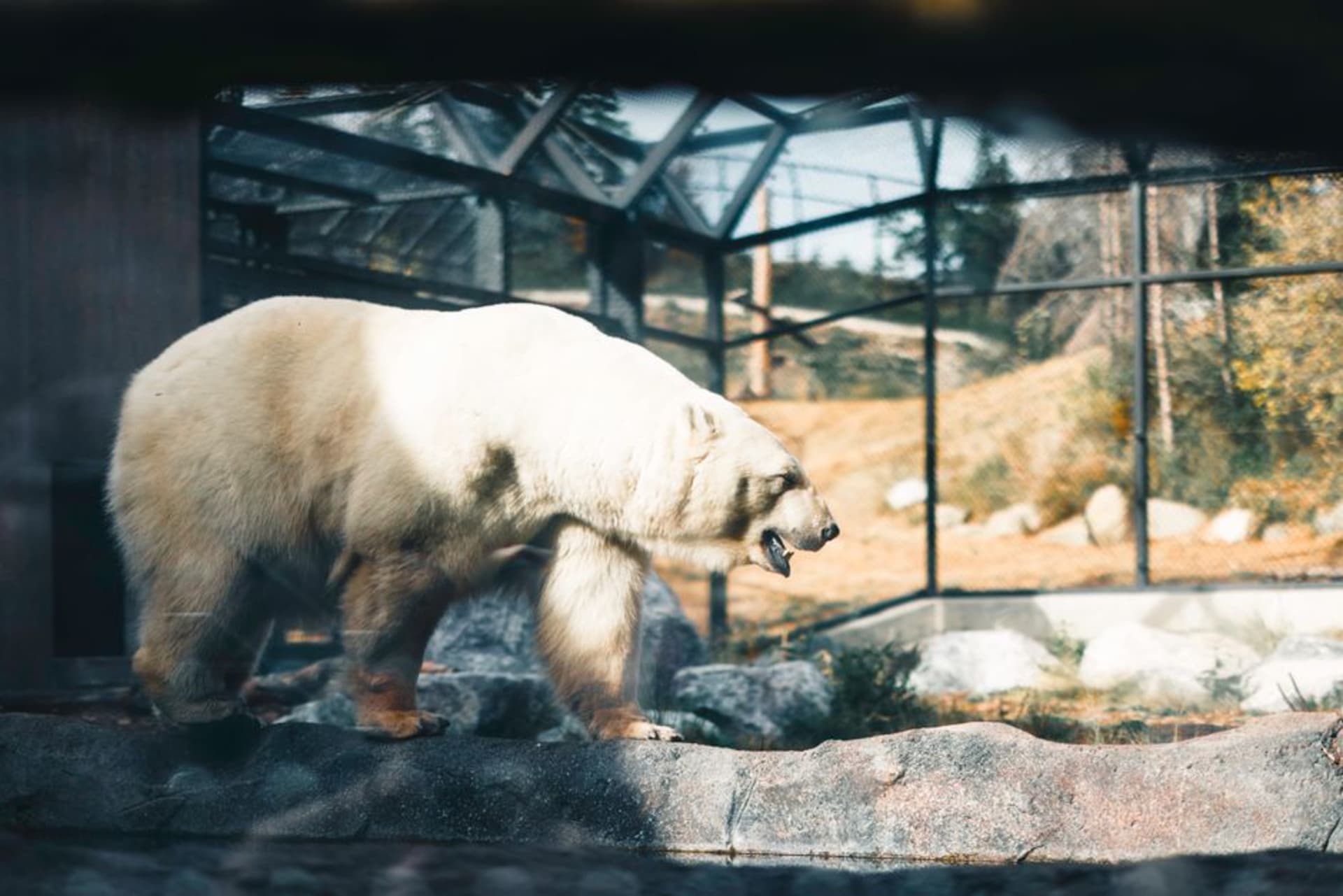 Recintos cubiertos de nieve en Ranua Wildlife Park bajo un cielo ártico pálido