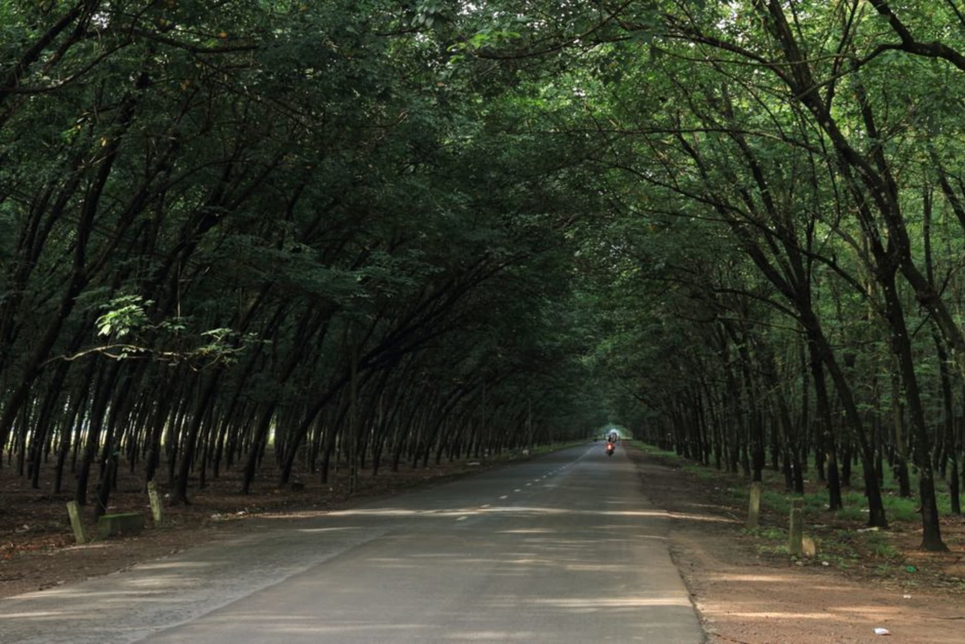 Rubber trees lining a road outside Kakata, Liberia, with morning light through the canopy