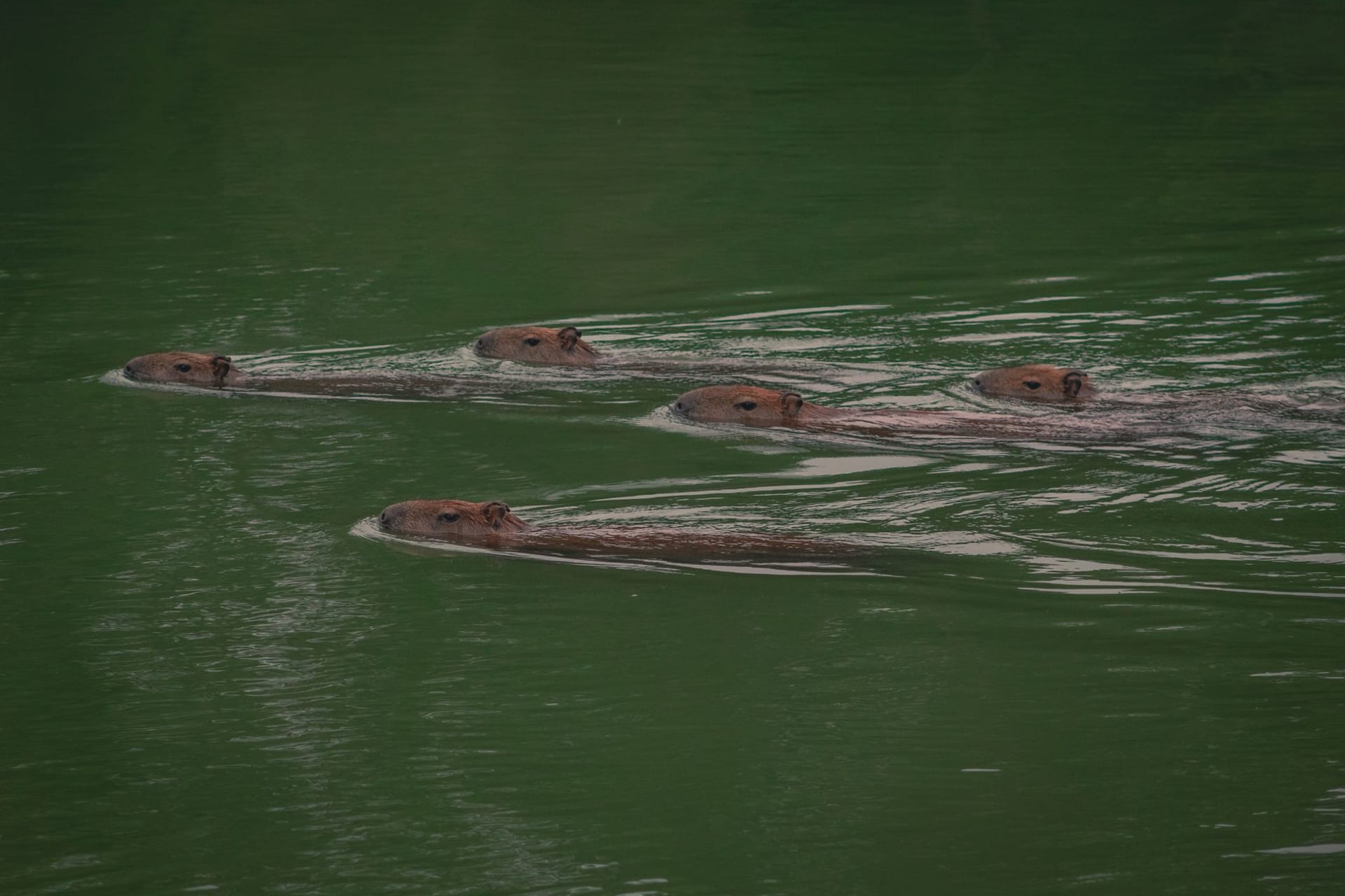 Five capybaras swimming together in a lush green river in the Venezuelan wetlands