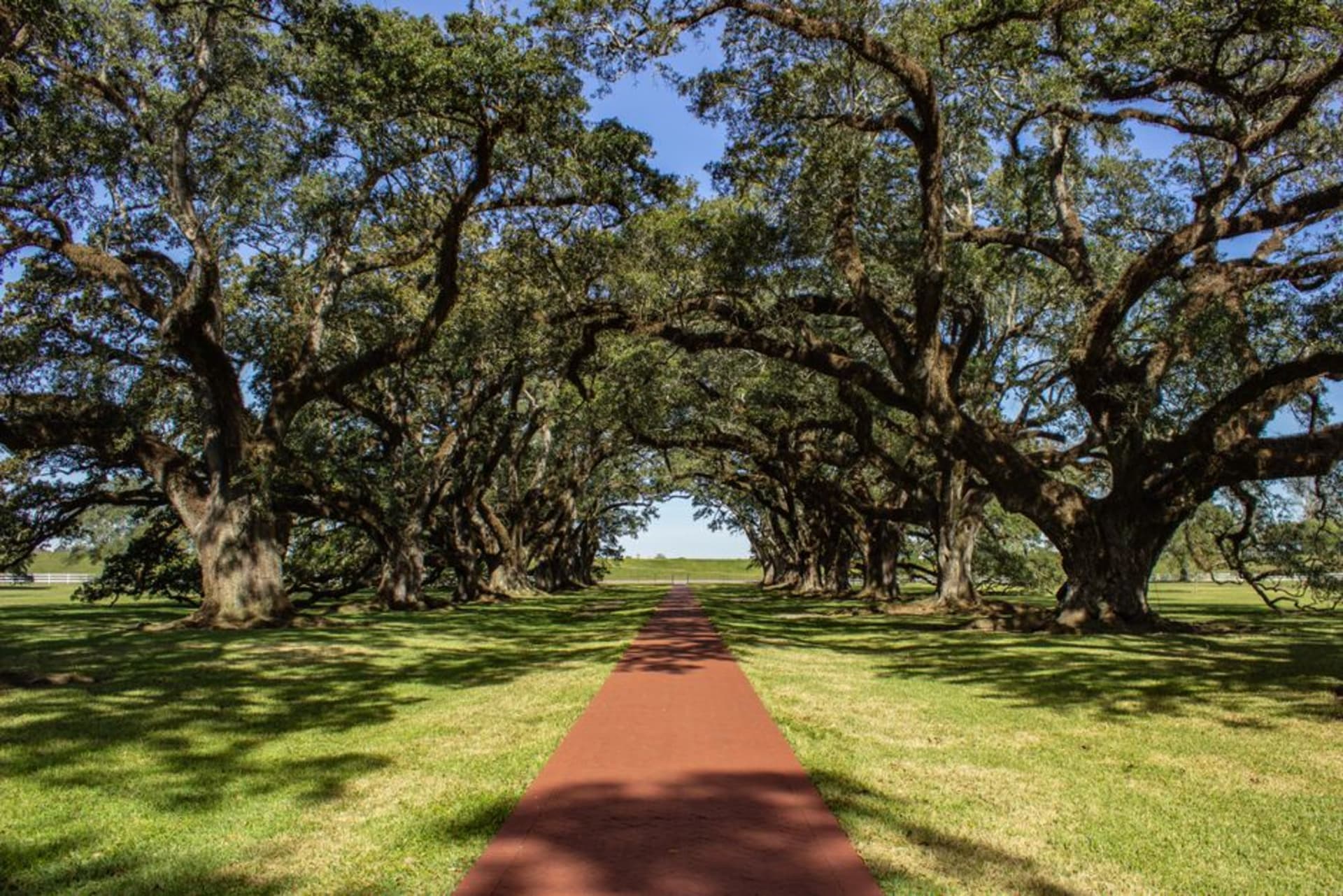 El dosel de 28 robles centenarios formando una alameda sombreada hacia la mansión de Oak Alley Plantation
