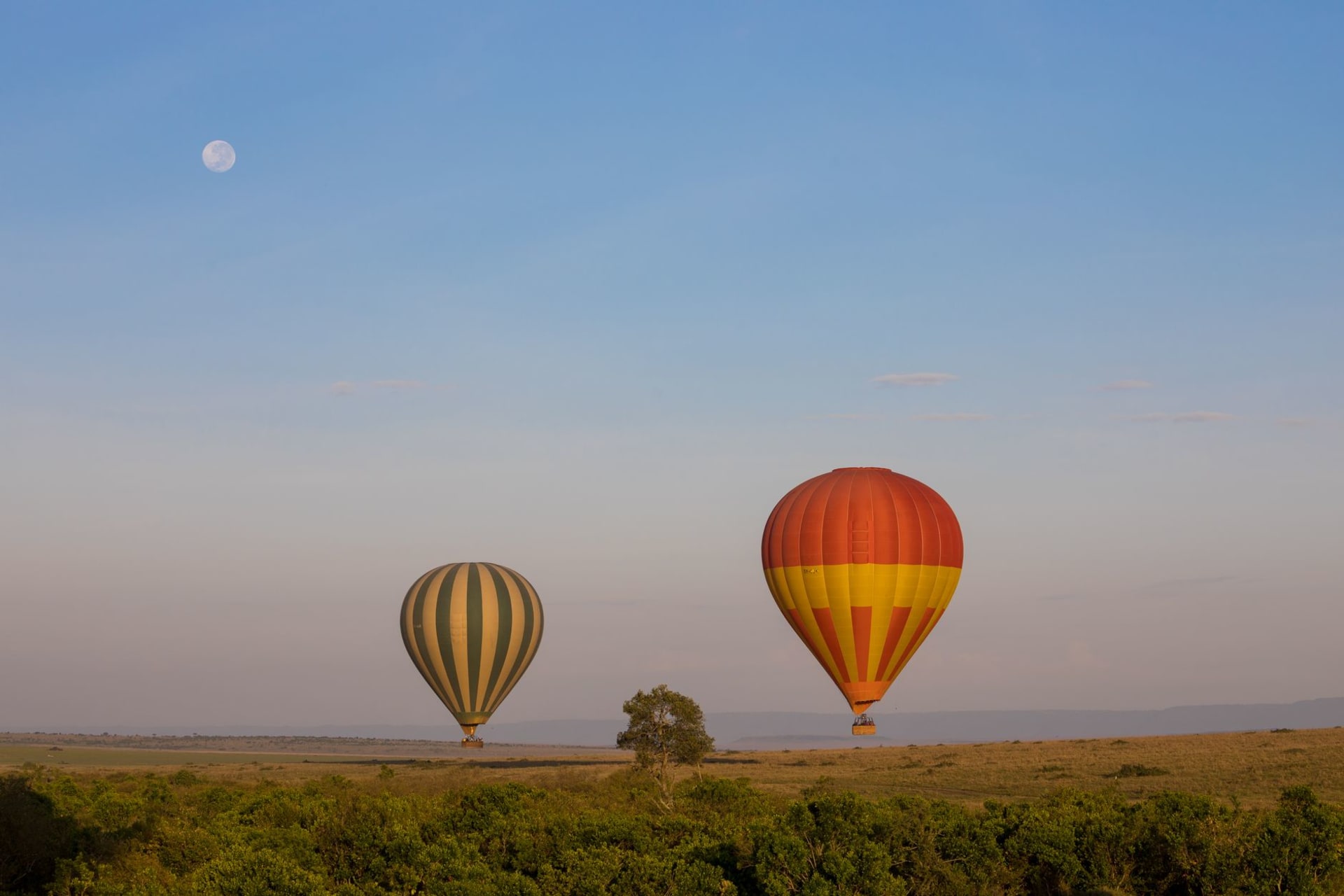 Hot air balloons drifting over the Kenyan savanna at dawn with a full moon still hanging in the clear sky above.