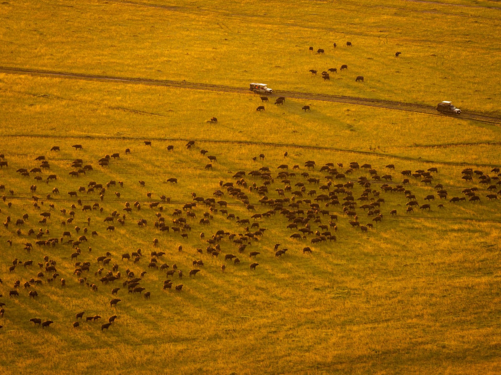 An elephant herd moving across the wide open plains of Mara North Conservancy at dawn, the Esoit Hills rising blue behind them