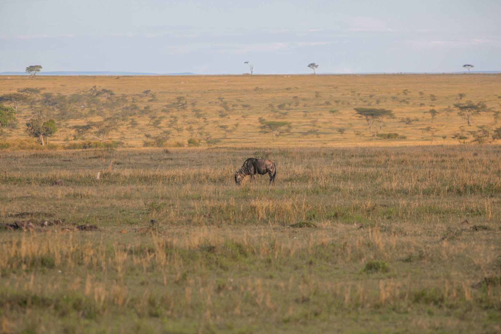 Wildebeest mid-crossing in the churning brown Mara River with crocodiles visible in the water below