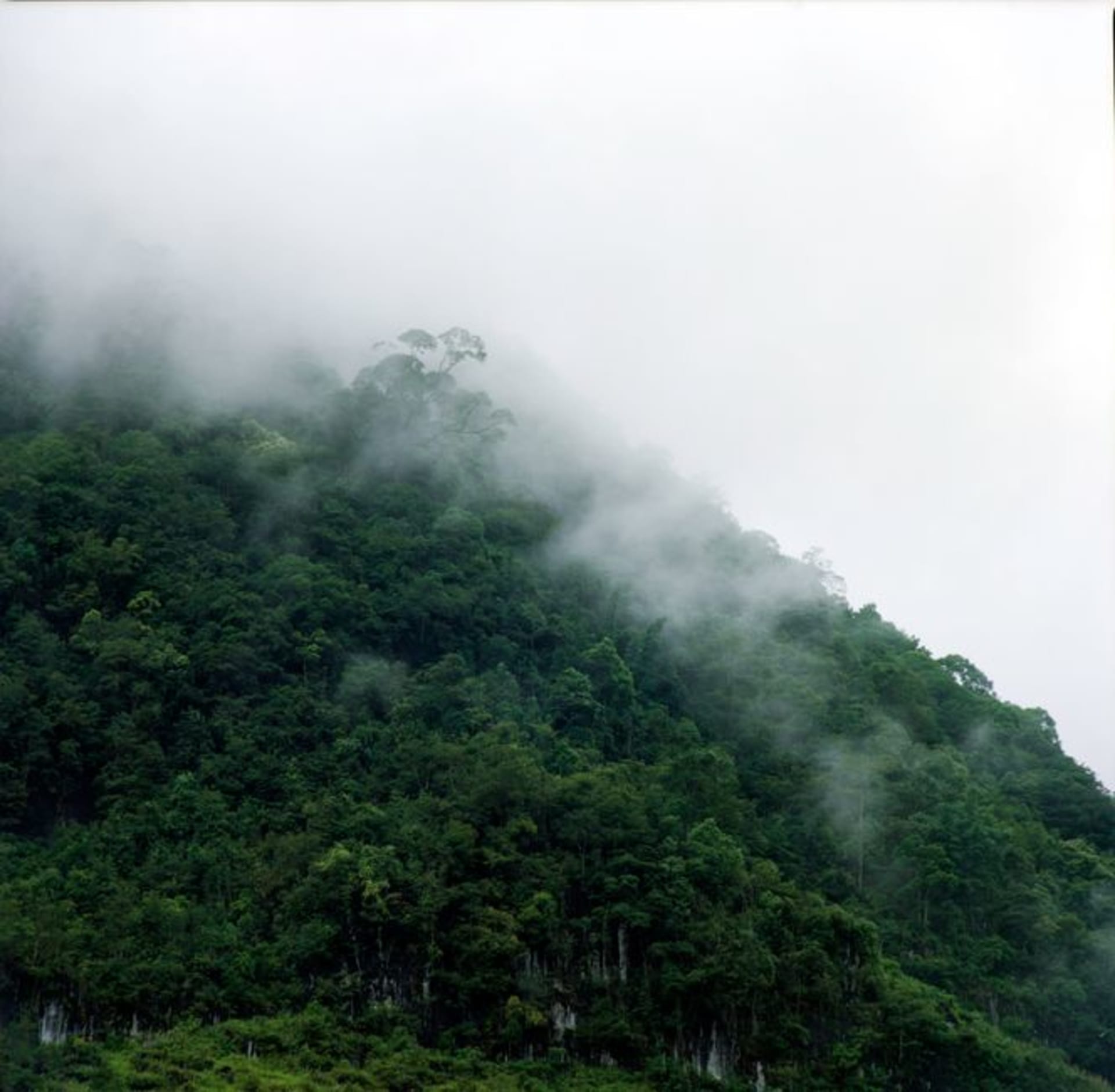 Steep, dense primary rainforest hills of Mantadia National Park under low morning mist, the canopy layered in multiple shades of green