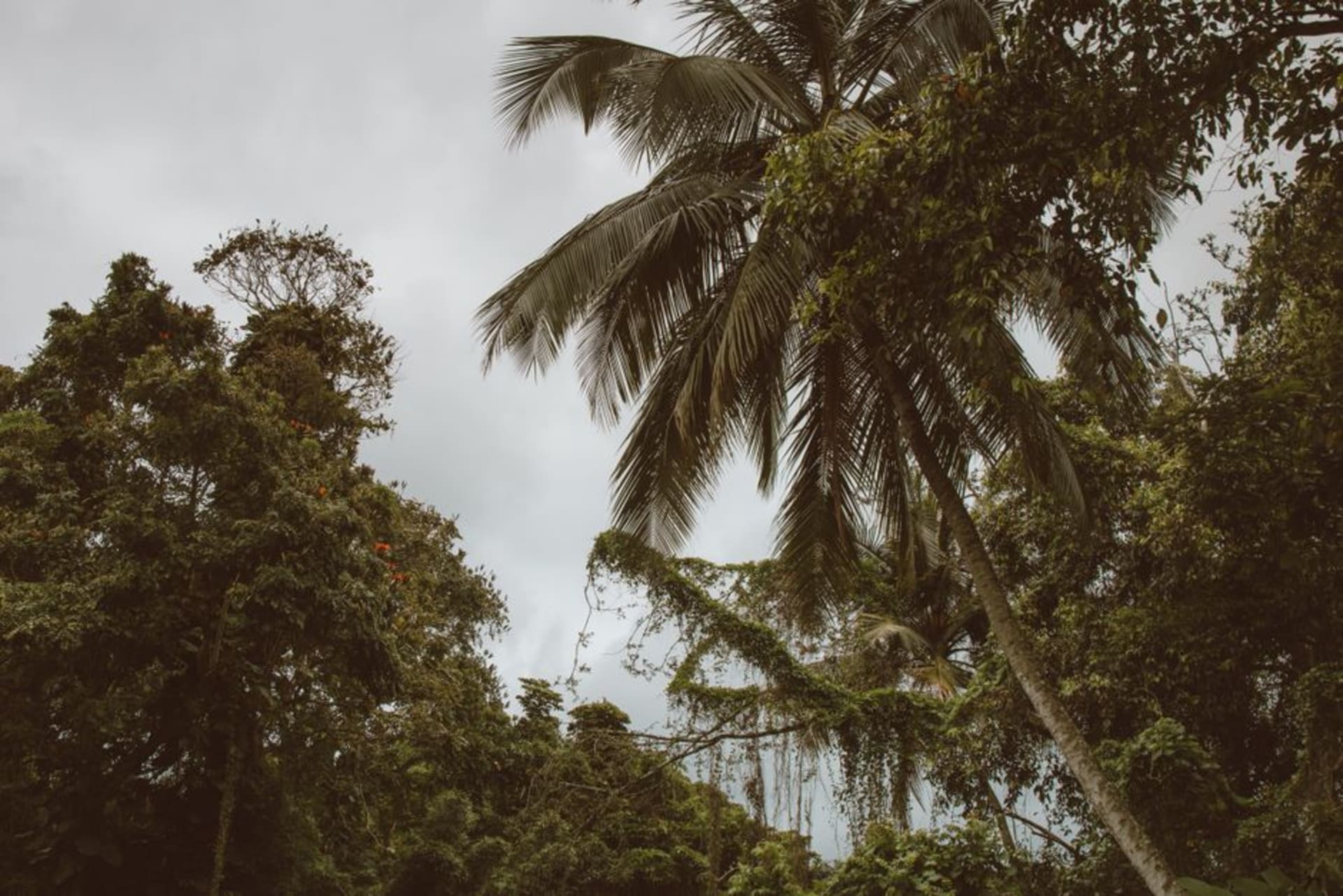 Une dense forêt tropicale couvrant la colline abrupte de l'île de Nosy Mangabe, vue depuis l'eau avec la baie d'Antongil au-delà