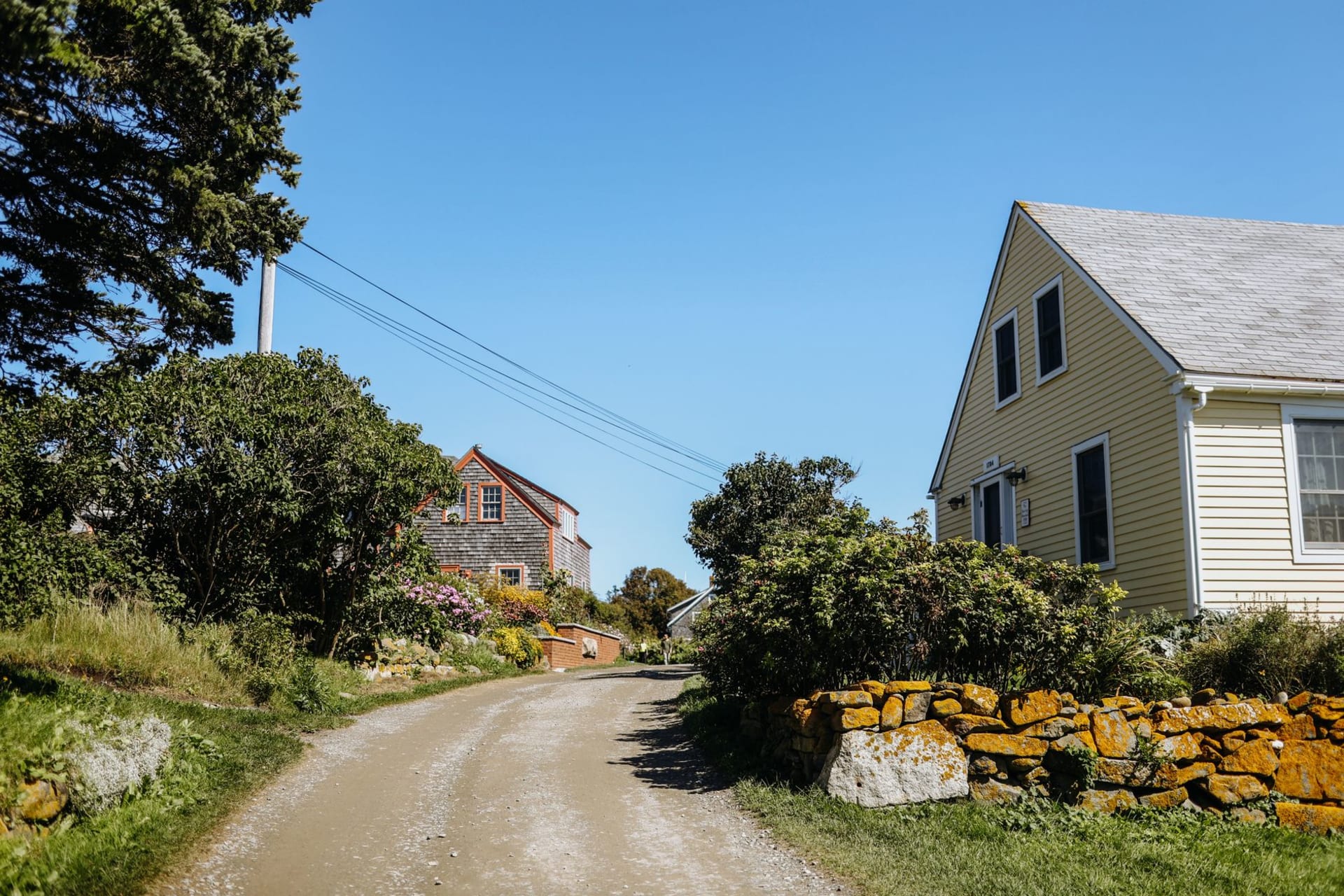 Monhegan Island's Cathedral Woods trail in dappled light, moss-covered floor stretching between old growth spruce