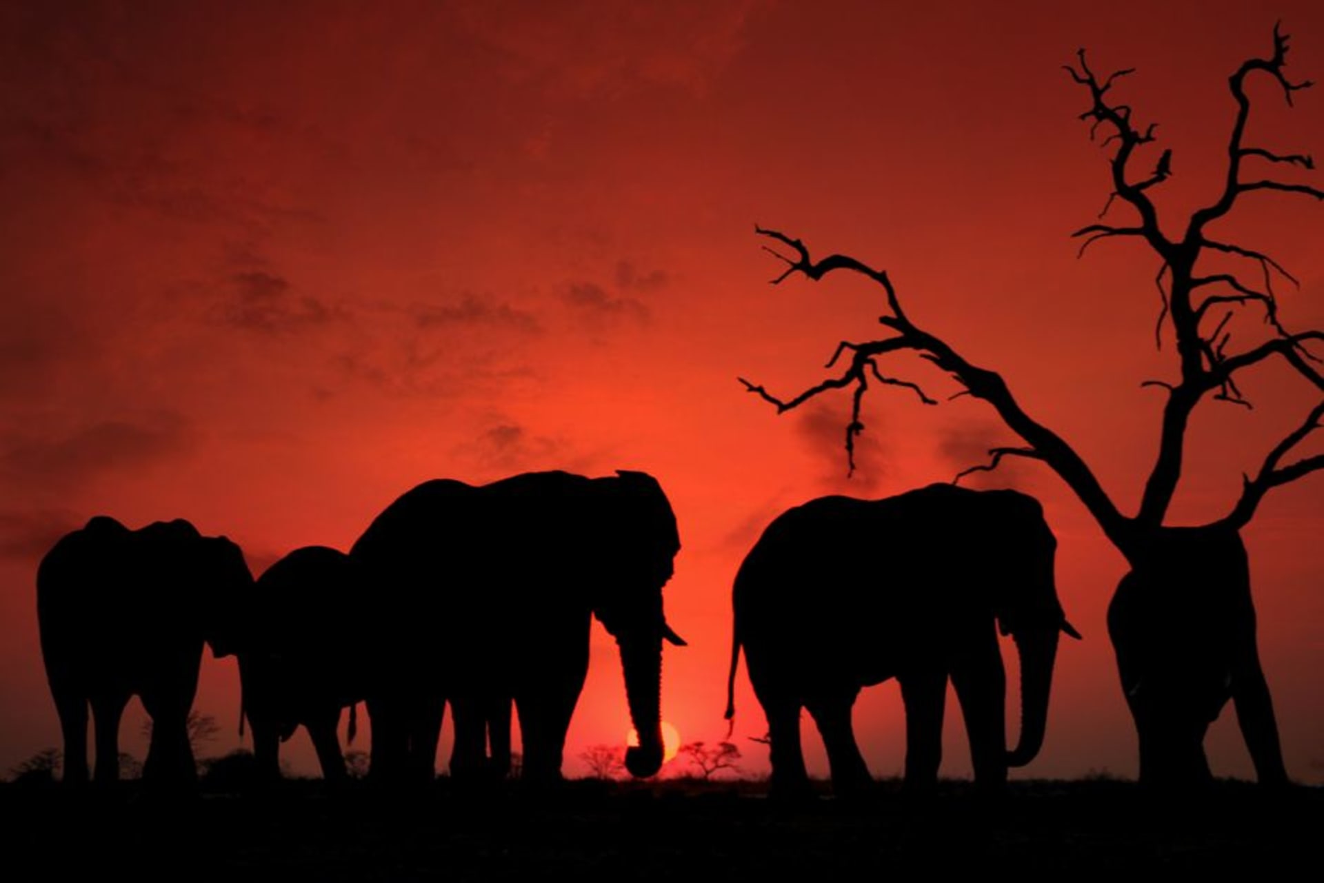 Elephants wading at the edge of Lake Kazuni at sunset in Vwaza Marsh Wildlife Reserve