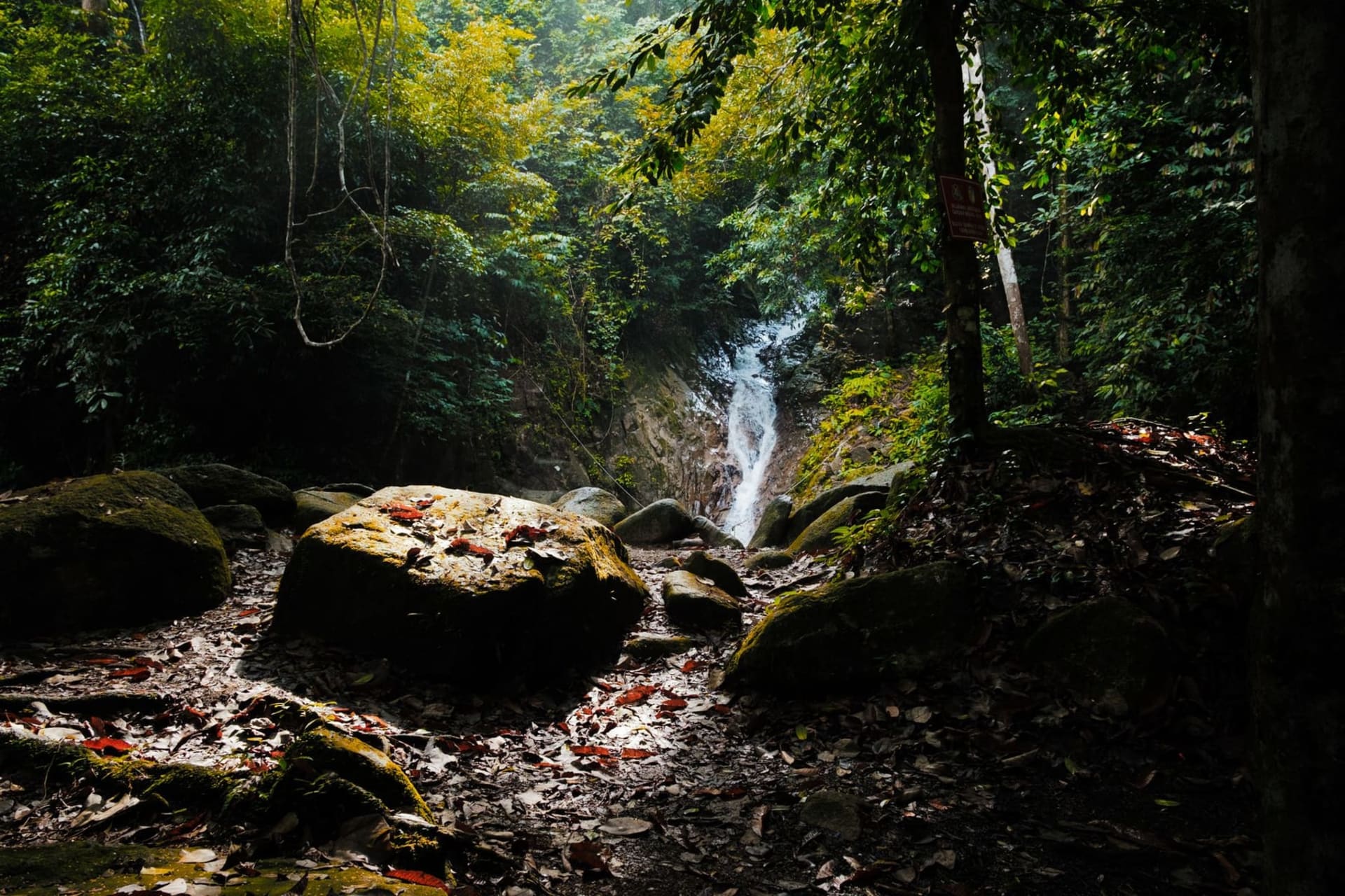 A suspension bridge walkway strung high between massive dipterocarp trees in Taman Negara, dappled green light filtering through the canopy layers beneath a hazy Malaysian sky.