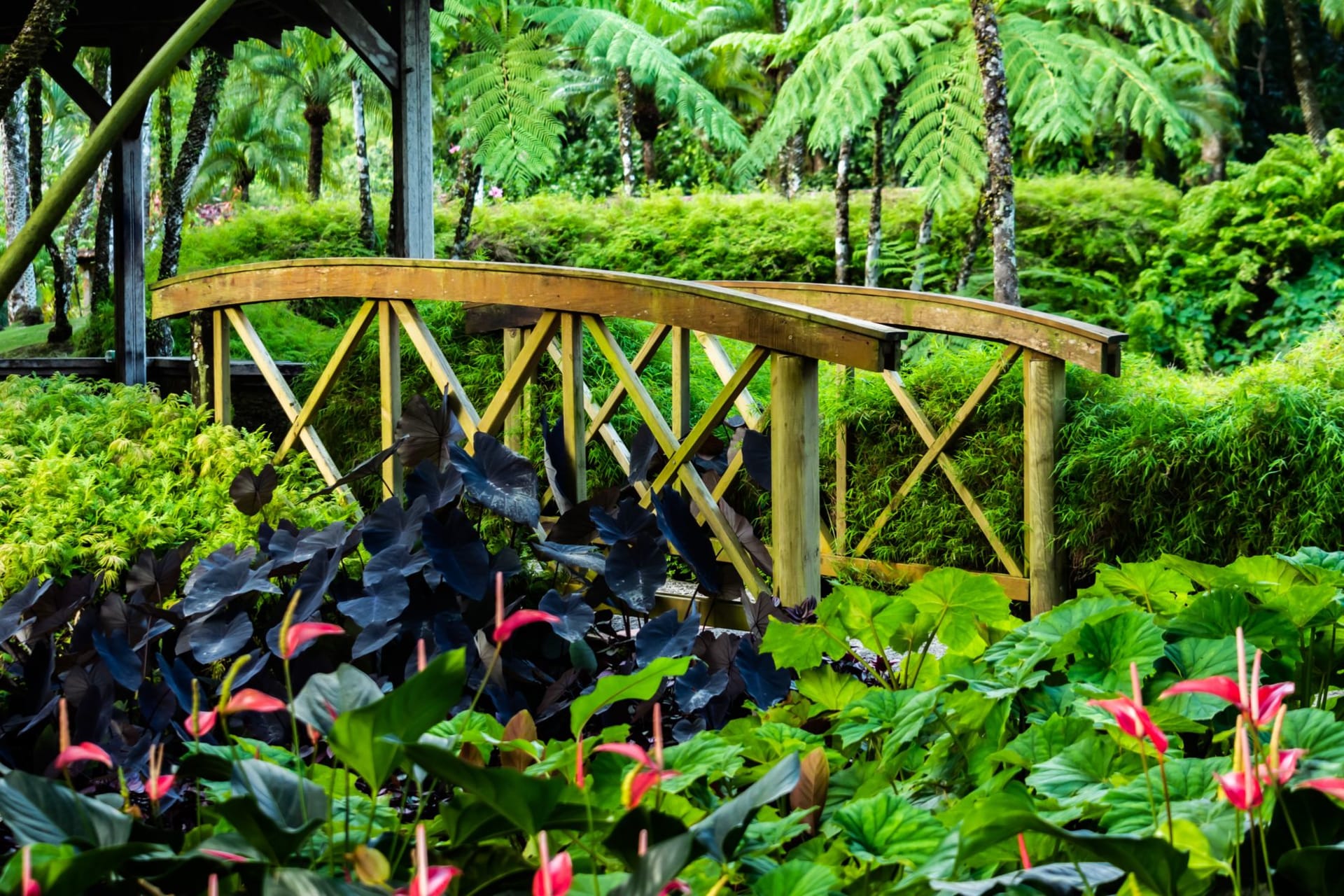 Lush tropical foliage at the Jardin de Balata in Martinique, with red heliconia and giant palms framing a Creole house, the green hills of the interior rising behind