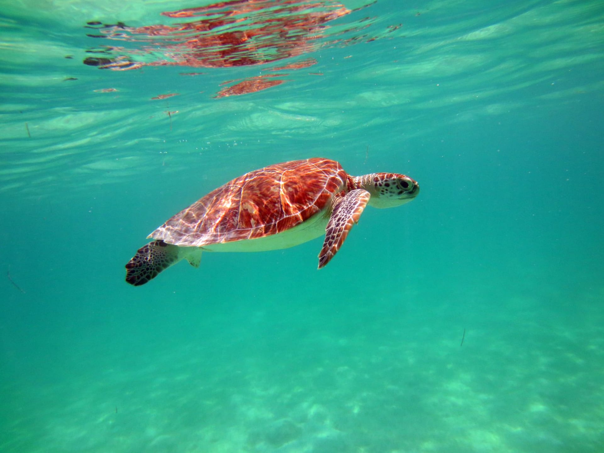 A green sea turtle moving through shallow turquoise water above white sand and seagrass at Akumal Bay, the reef visible in the distance