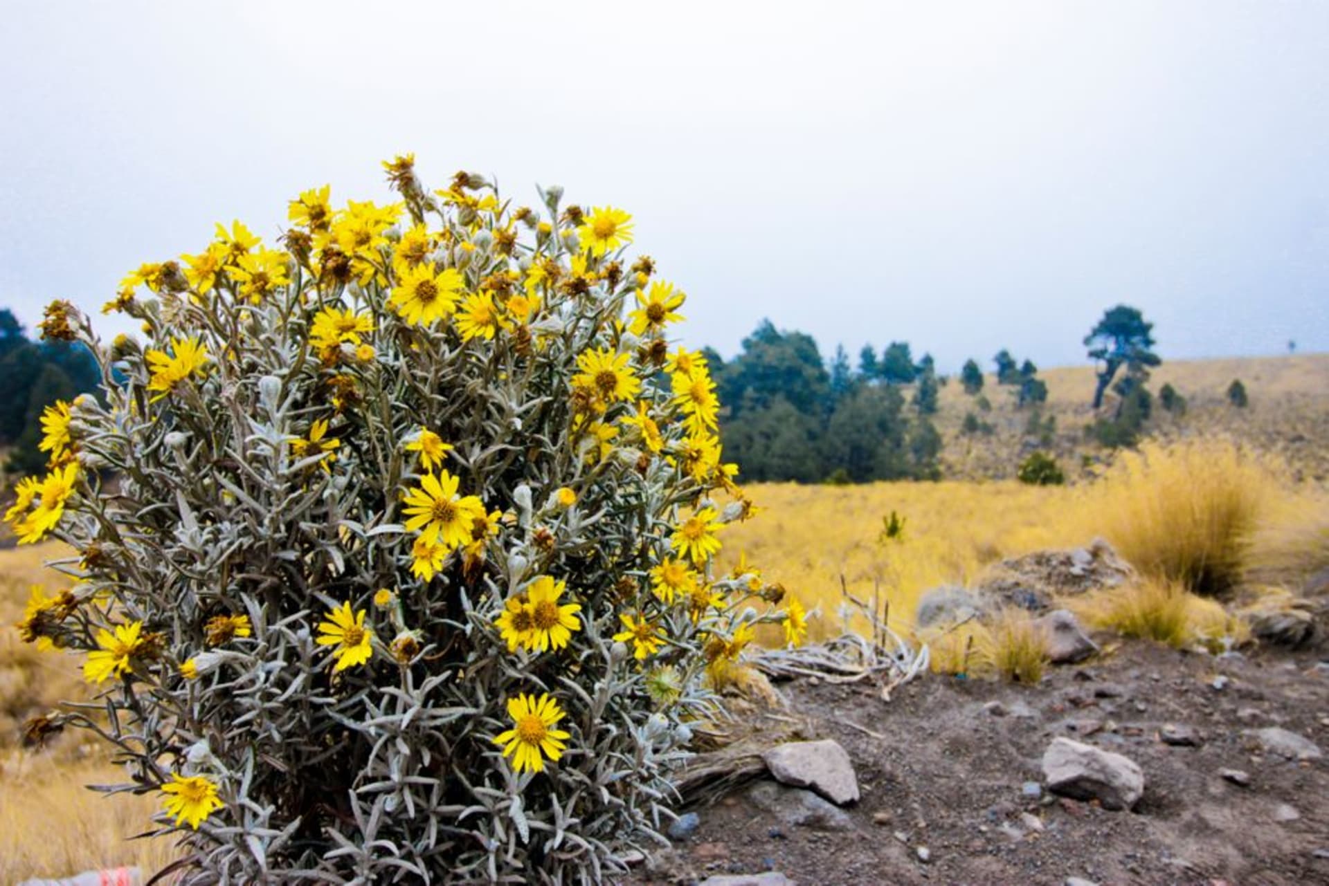 Rolling highland meadows near Almoloya de Juarez with a cluster of adobe houses under a wide cloud-heavy sky