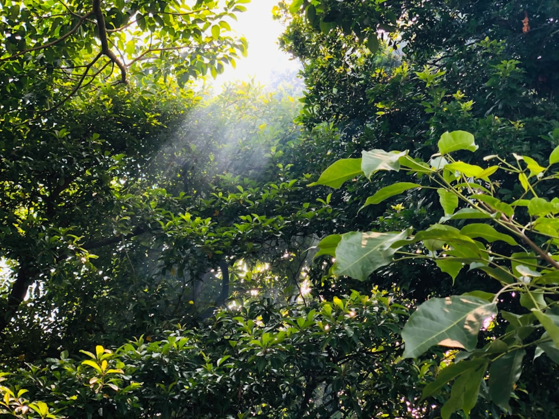 The Amacuzac river running clear and green through tropical lowland vegetation in southwestern Morelos, low hills dense with growth rising behind it under a hazy warm sky