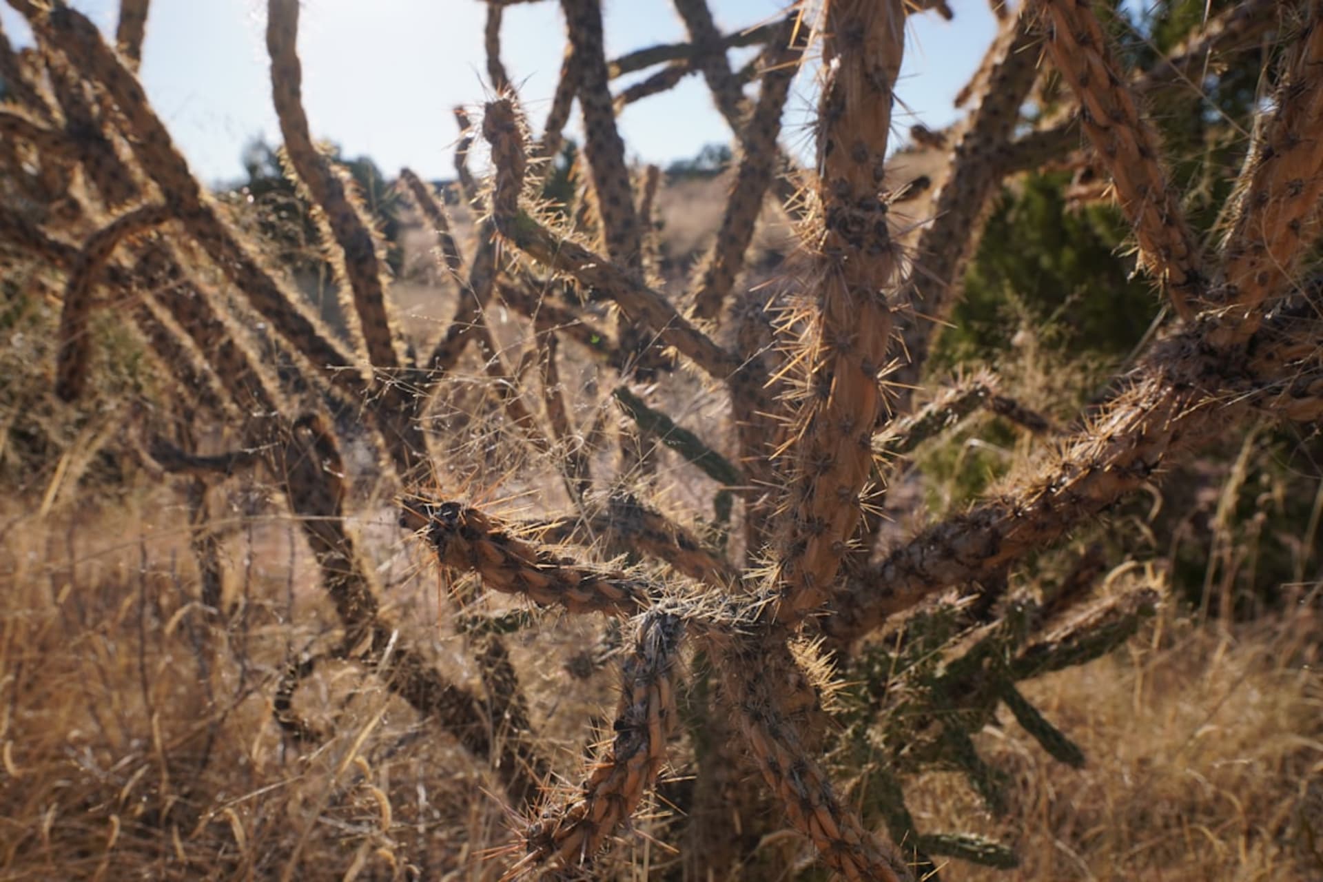 Millions of monarch butterflies clustered on the branches and trunks of oyamel fir trees at the Rosario sanctuary above Angangueo, their orange and black wings covering every surface, a river of butterflies in the air above