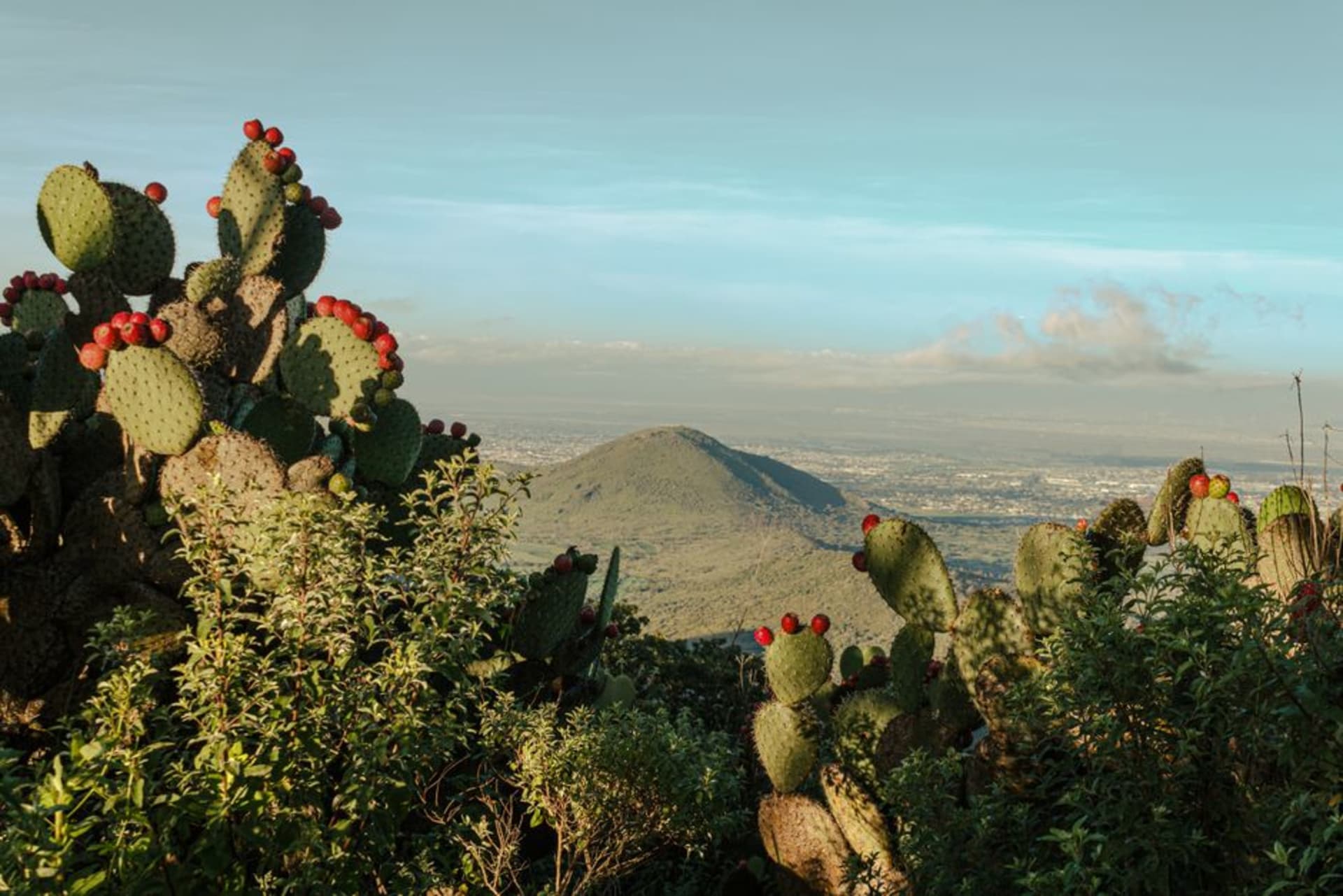 A tlachiquero siphoning aguamiel from a maguey plant at dawn on the grey-green Apan plateau, acocote in hand.