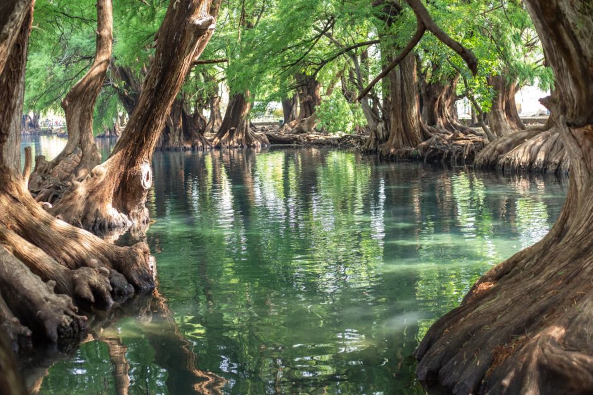 Ancient ahuehuete cypress trees arching over the crystal-clear spring lagoon at Camécuaro, massive roots descending into still green water beneath dappled canopy light