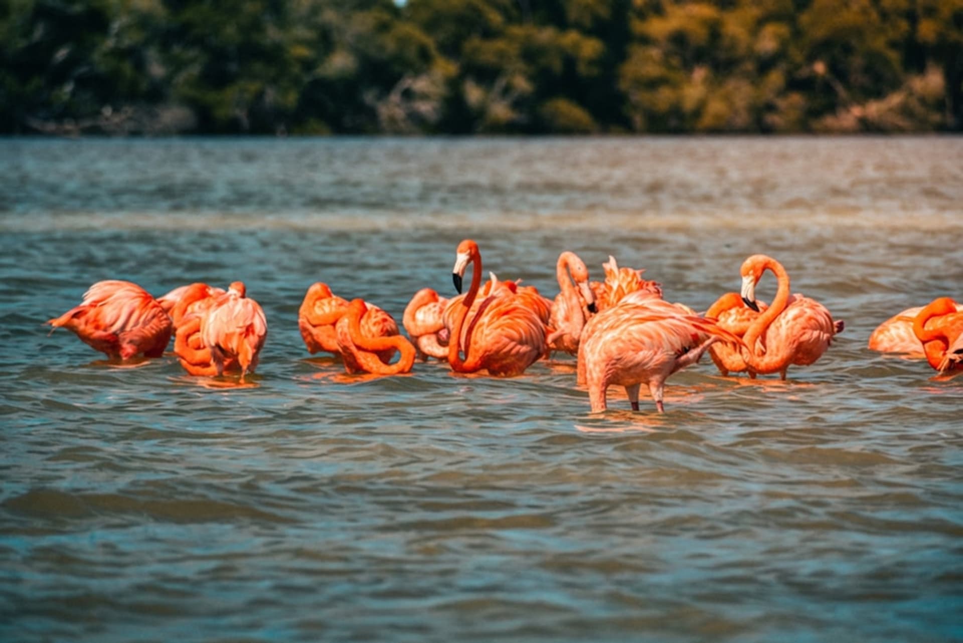 Thousands of American flamingos wading in the shallow pink-tinted water of the Celestún estuary at dawn, their coral-pink bodies reflected in the still water, mangrove forest behind