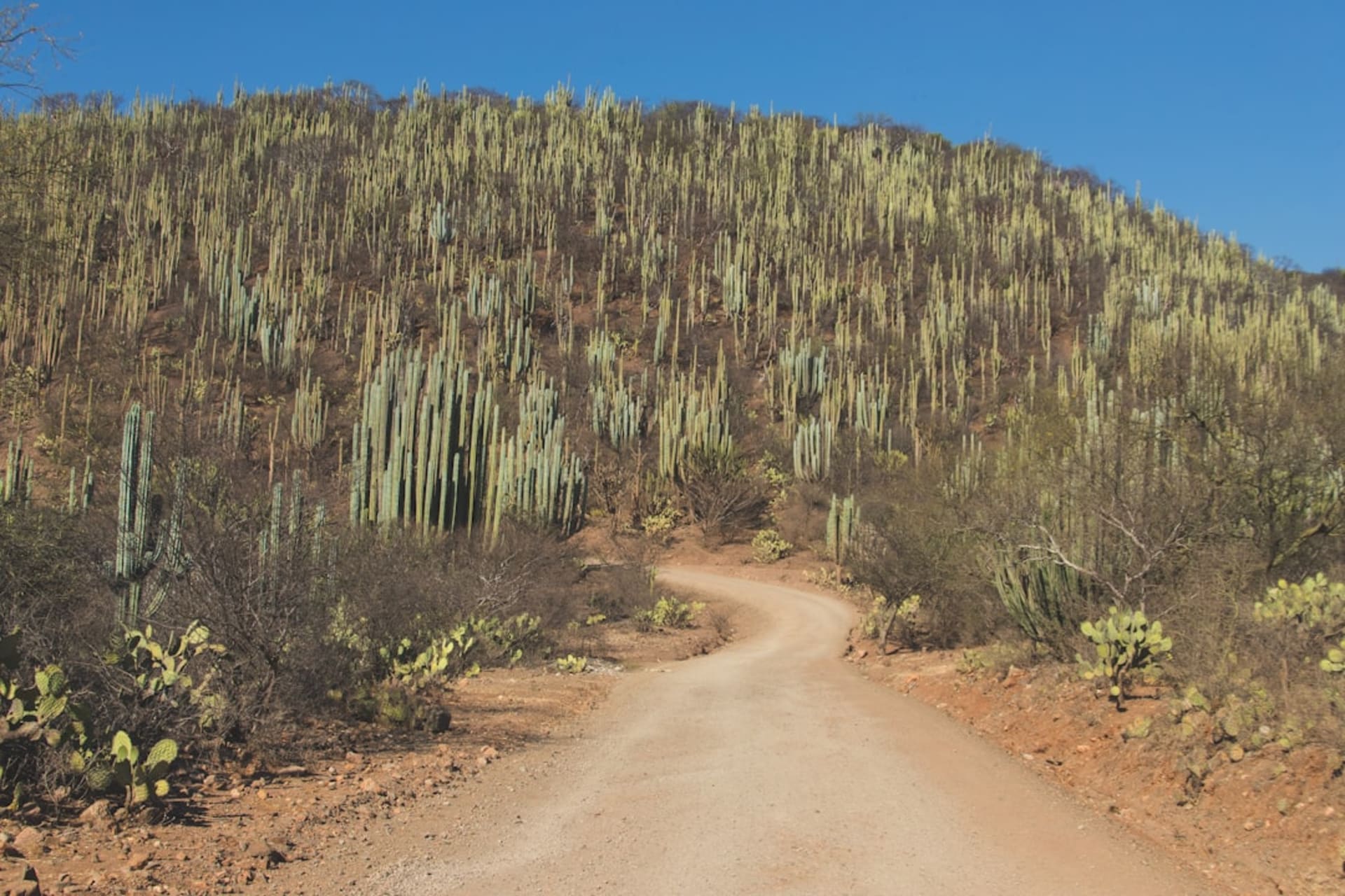 Sugarcane fields stretching across the warm lowland valley near Chietla in southwestern Puebla, hazy hills in the distance, a dirt track cutting between the tall green cane