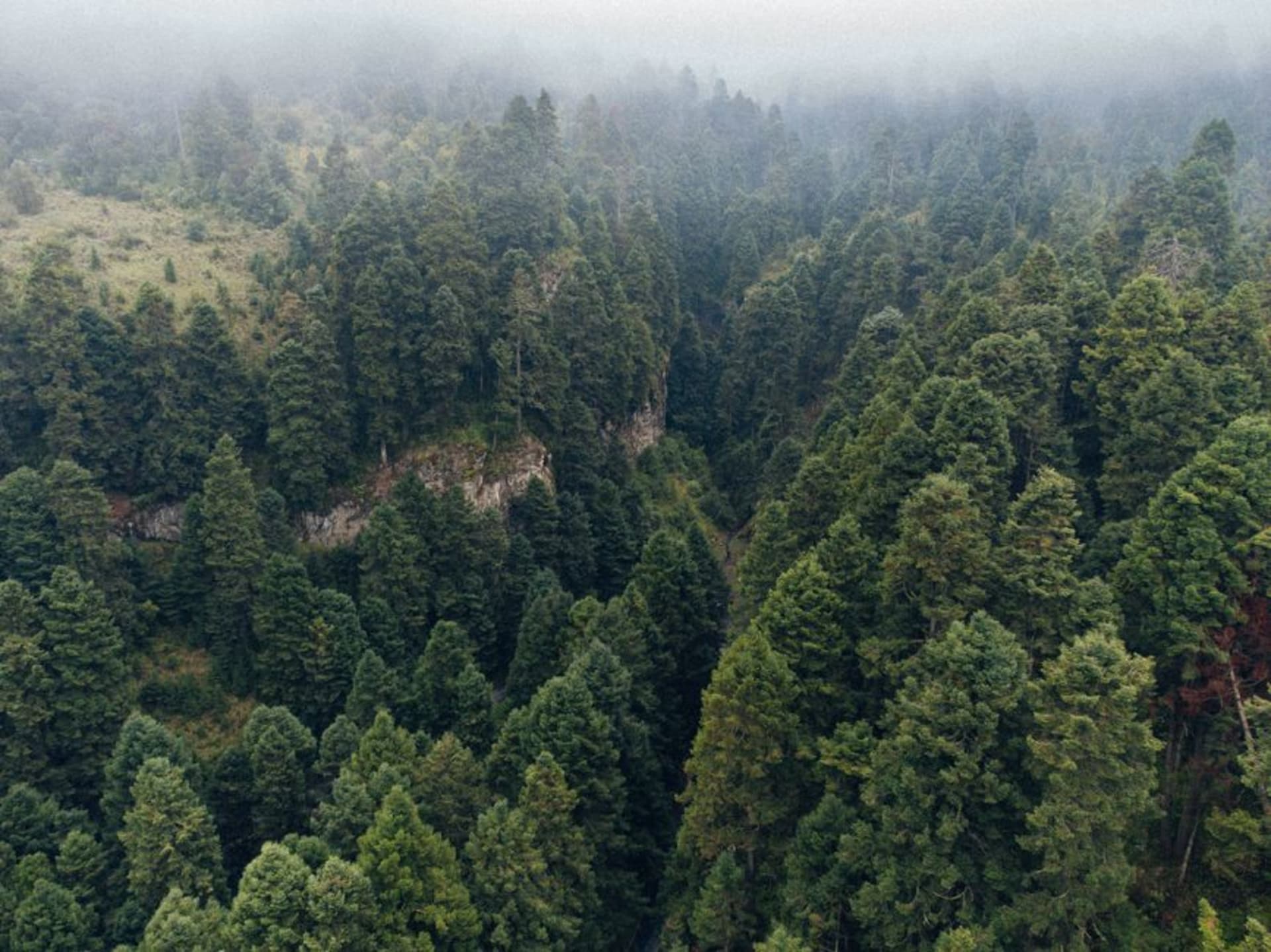 Pine forest and low cloud at Desierto de los Leones national park, west of Mexico City