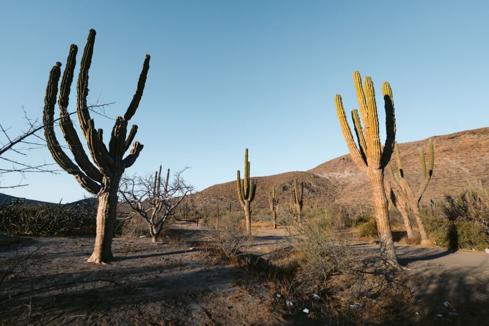 Towering cardon cacti lining the Transpeninsular Highway south of El Rosario at golden hour, desert scrub stretching to the horizon