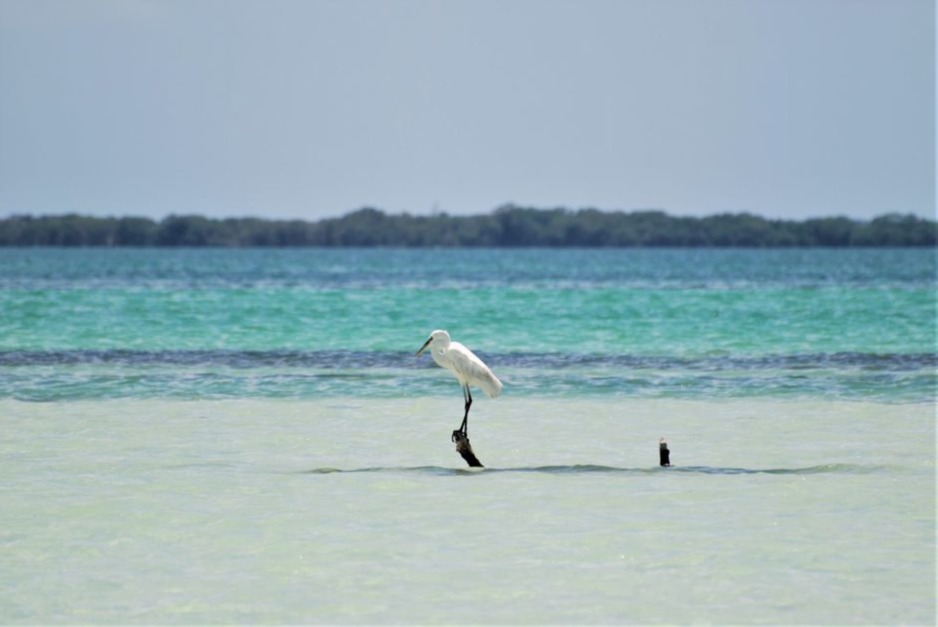 Dense colony of frigatebirds and brown boobies nesting in the low canopy of Isla Contoy, with clear Caribbean water visible beyond the shore