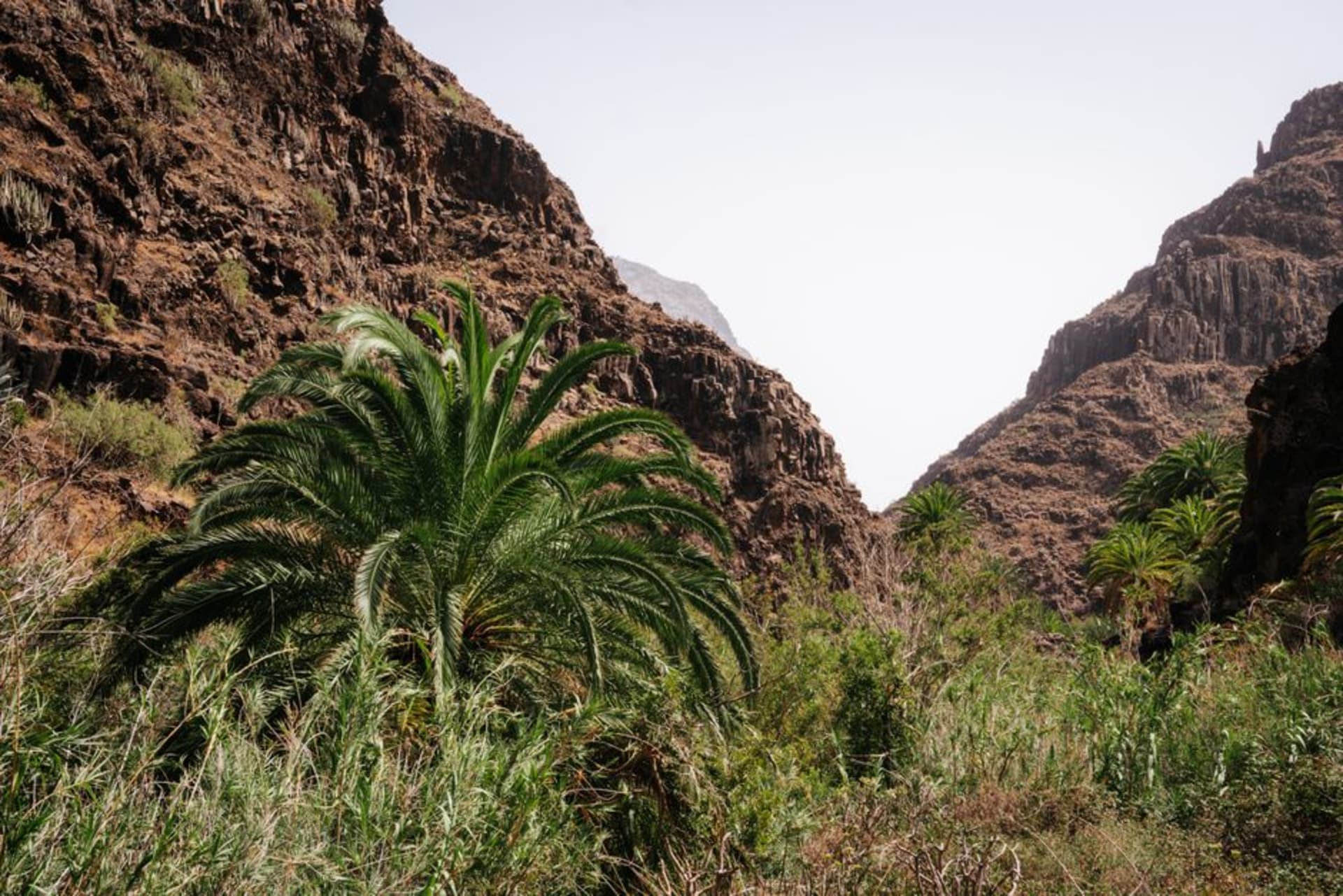 Dense date palms lining the arroyo canyon floor at La Purísima, with pale Baja sierra hills rising behind in afternoon light