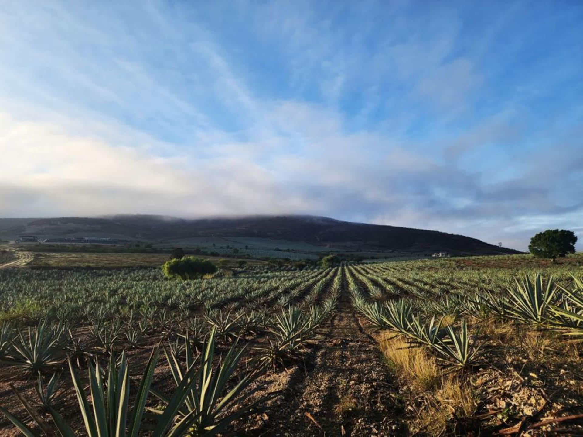 The maguey plains around Otumba east of Teotihuacán, long rows of blue-green agave stretching under a vast dry sky, the town's Franciscan church tower in the distance