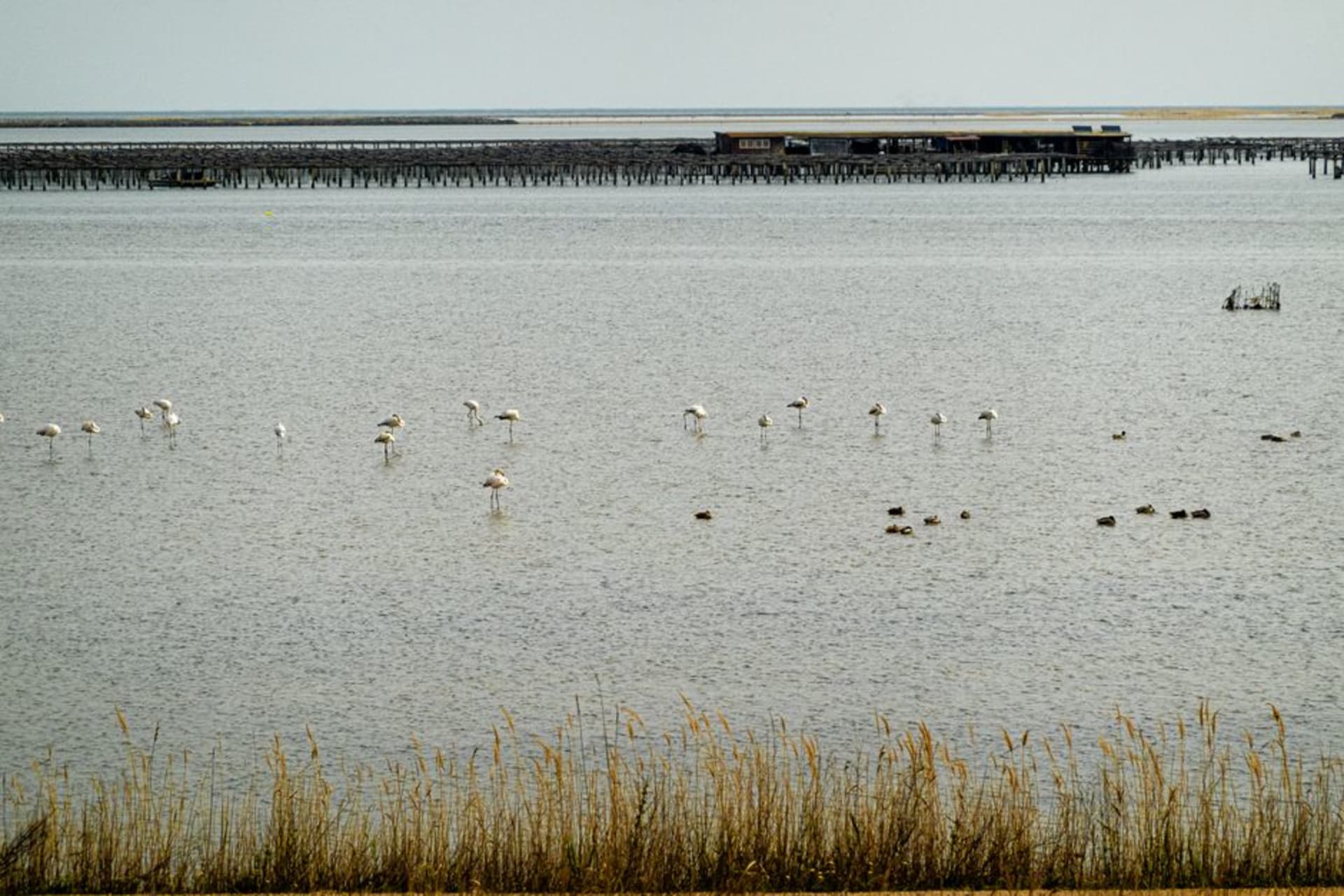 Wide view of the Laguna Madre near San Fernando at dawn, a flat grey-blue expanse of hypersaline water reflecting the sky with dense rafts of ducks in the distance