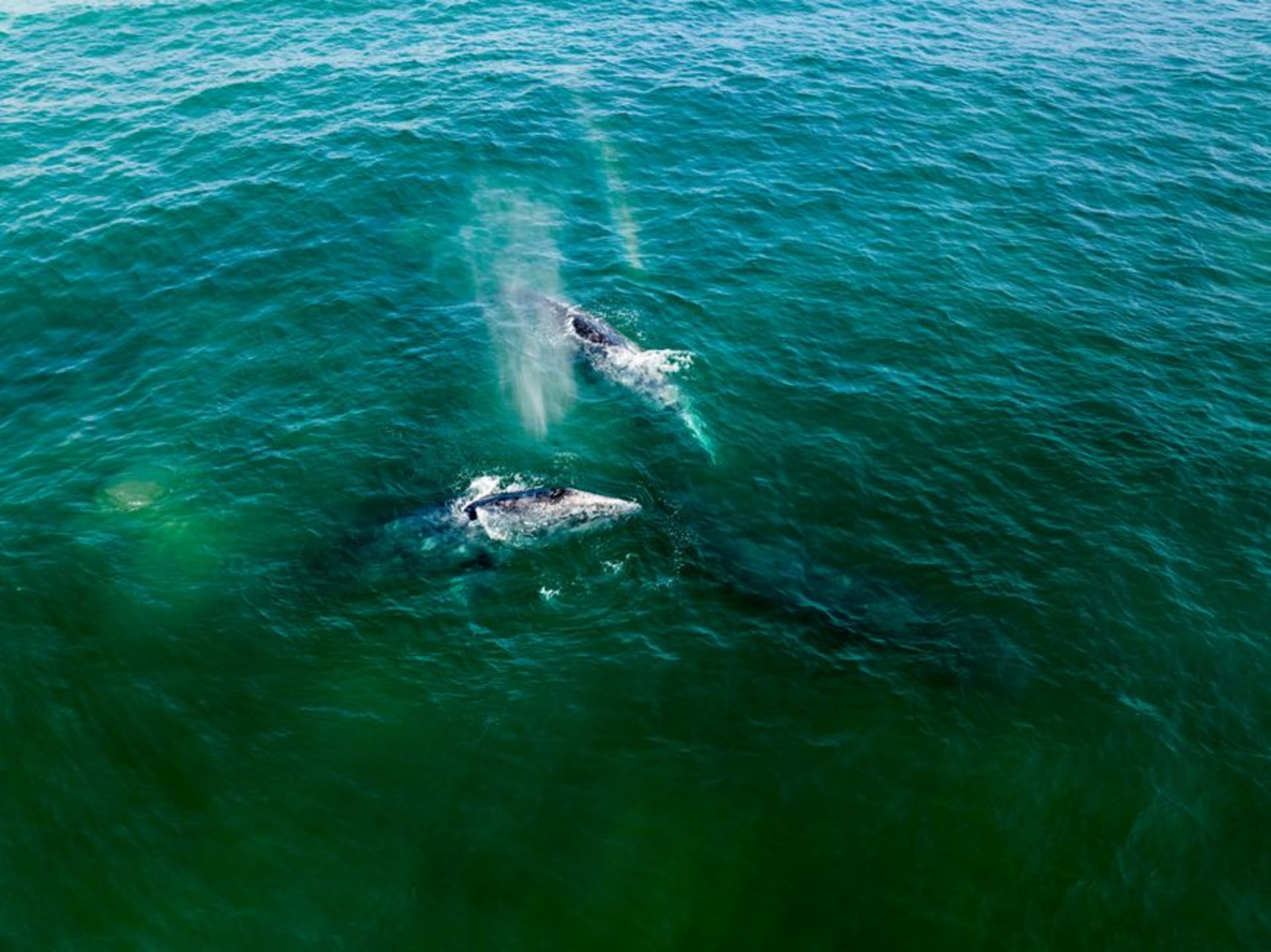 A gray whale surfacing alongside a small wooden panga in the San Ignacio Lagoon, Baja California, the whale's barnacled head rising from the turquoise water as passengers reach out to touch it, the desert shore behind