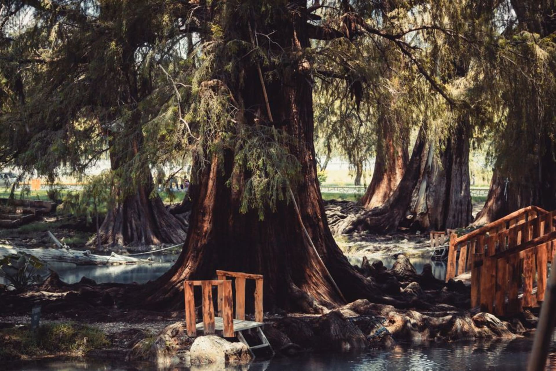 The massive, gnarled trunk of El Árbol del Tule rising above a churchyard atrium, its ancient bark dwarfing the visitors circling its base